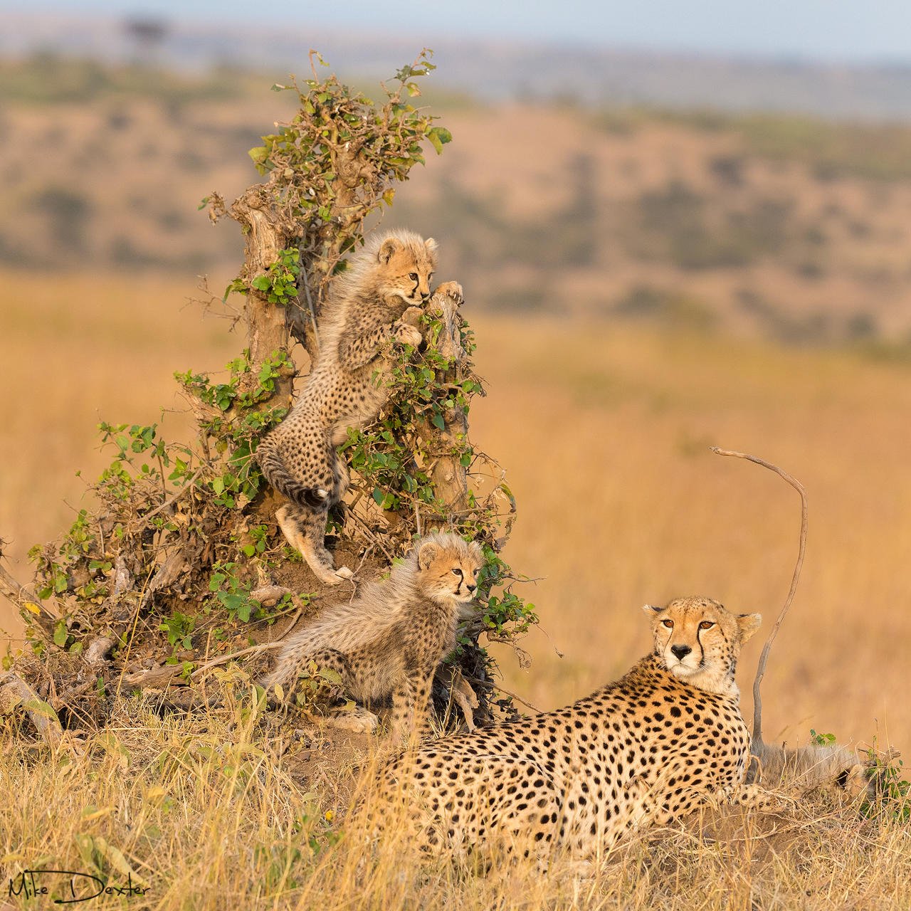 Cheetahs in the Masai Mara