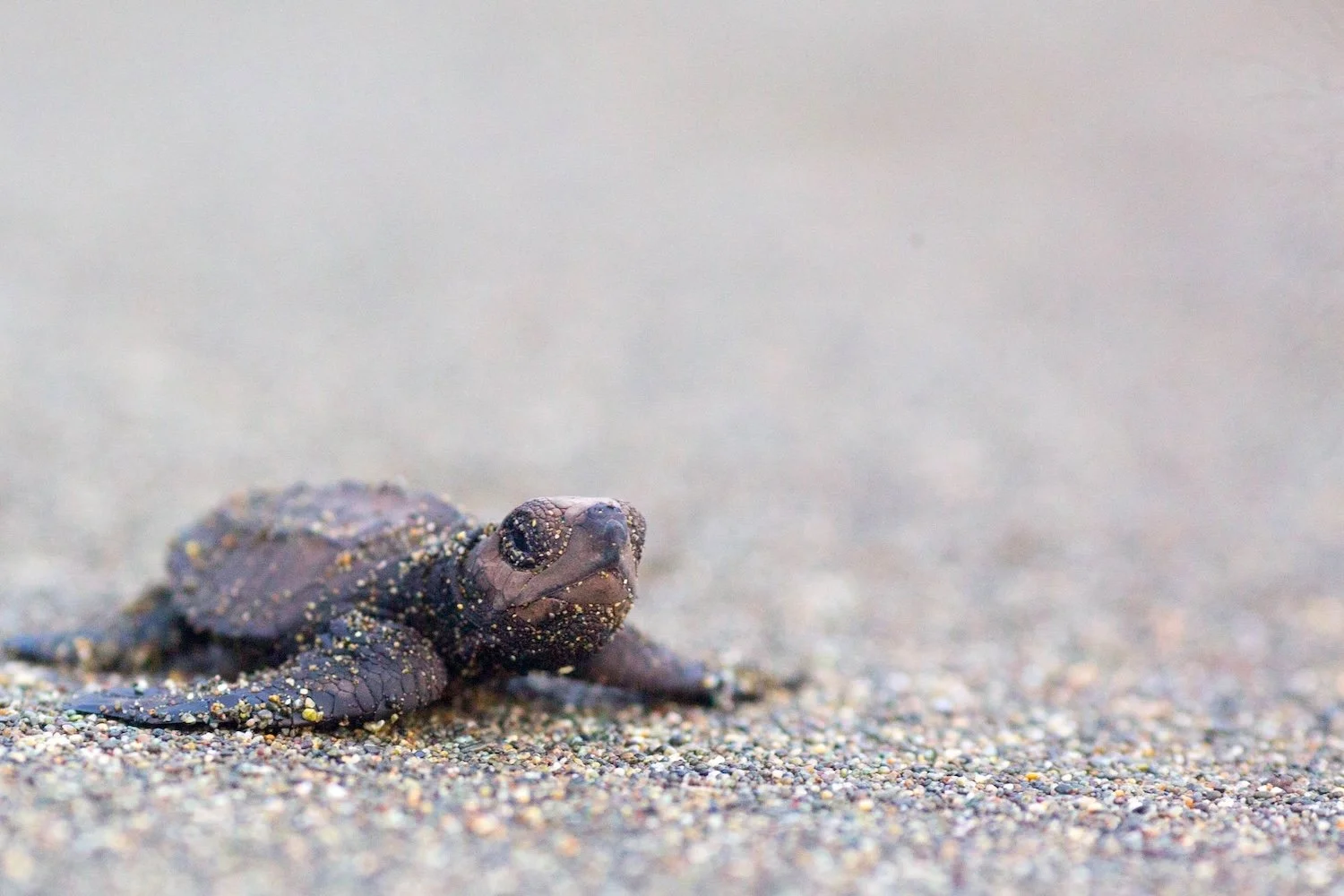 costa_rica_yoga_retreat_turtle.jpg