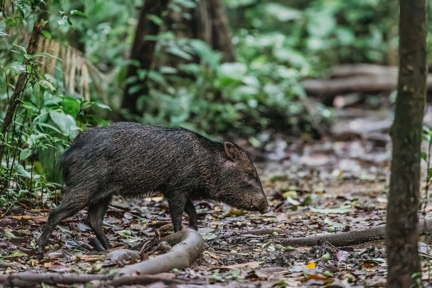 costa_rica_yoga_retreat_peccary.jpg