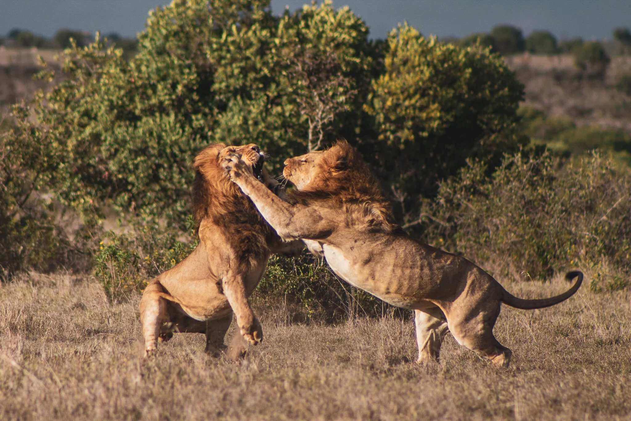 Lions on Ol Pejeta Conservancy in Kenya