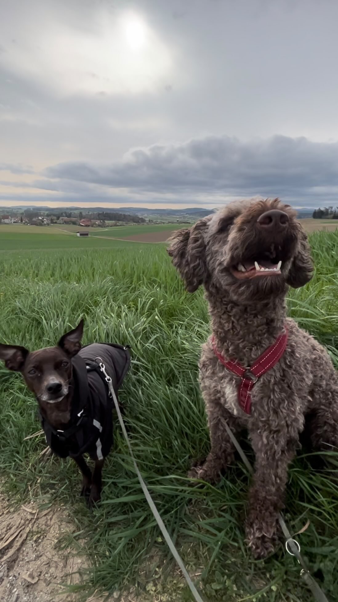Windy morning adventure π
.
.
.
#DoggyFun #DoggyAdventure #CanineCare #DoggyHaven #PuppyParadise #DoggieDayCamp #DoggyStaycation #BarkingBuddies #FurryPlaymates #PuppyPlaydate #PawsomePlaytime #PlayfulPups #DogDaycare #PuppyPlaytime #DoggyDaycare #F