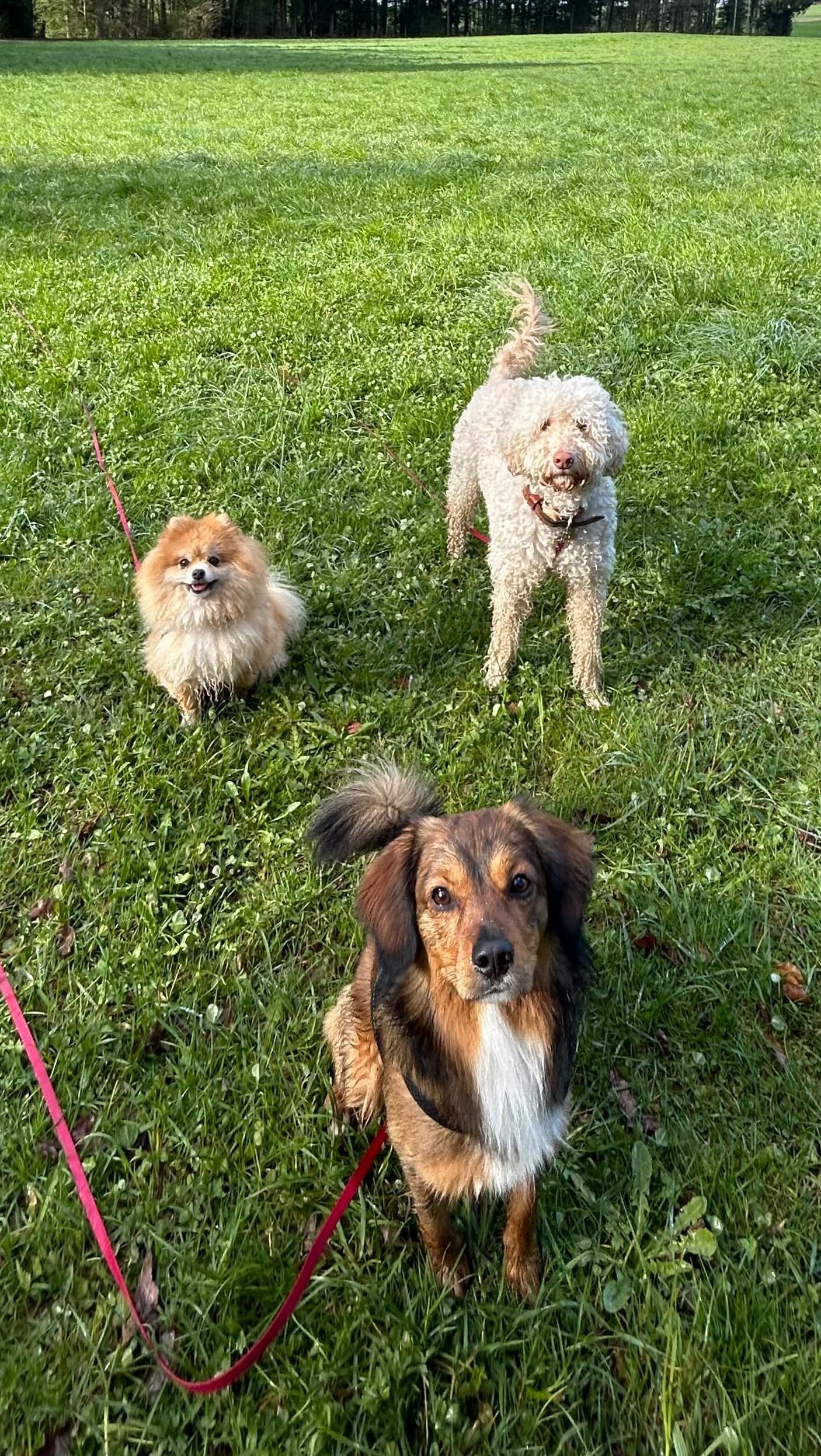 Bunnies in the grass π°π°π°
.
.
.
#DoggyFun #DoggyAdventure #CanineCare #DoggyHaven #PuppyParadise #DoggieDayCamp #DoggyStaycation #BarkingBuddies #FurryPlaymates #PuppyPlaydate #PawsomePlaytime #PlayfulPups #DogDaycare #PuppyPlaytime #DoggyDaycare #