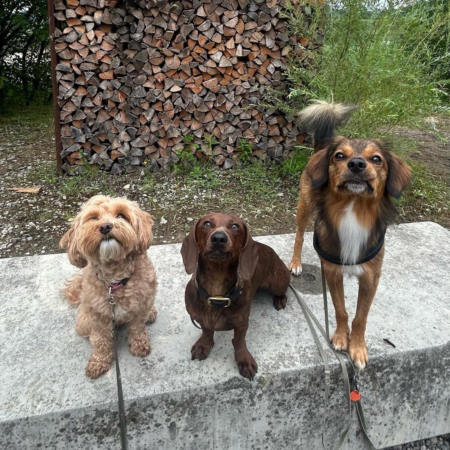 Swipe for a surprise ππ
.
.
.
#DoggyFun #DoggyAdventure #CanineCare #DoggyHaven #PuppyParadise #DoggieDayCamp #DoggyStaycation #BarkingBuddies #FurryPlaymates #PuppyPlaydate #PawsomePlaytime #PlayfulPups #DogDaycare #PuppyPlaytime #DoggyDaycare #Fu