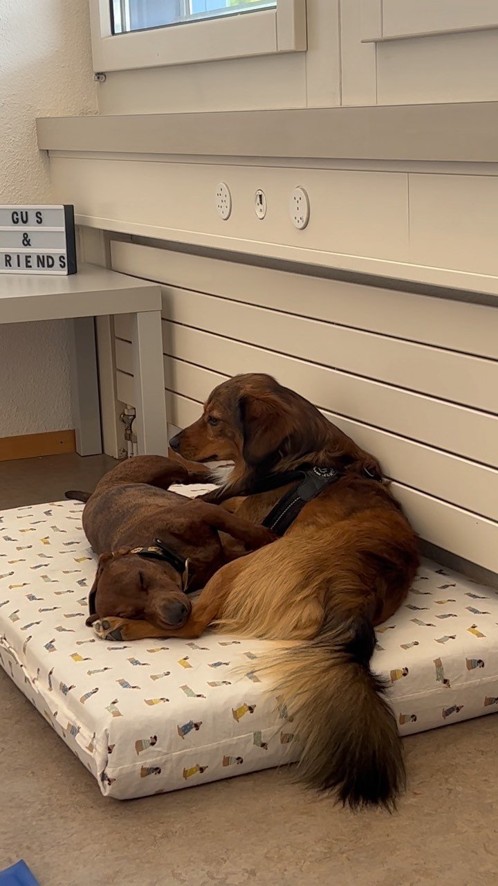 Sweet moment π€
.
.
.
#DoggyFun #DoggyAdventure #CanineCare #DoggyHaven #PuppyParadise #DoggieDayCamp #DoggyStaycation #BarkingBuddies #FurryPlaymates #PuppyPlaydate #PawsomePlaytime #PlayfulPups #DogDaycare #PuppyPlaytime #DoggyDaycare #FurryFriends