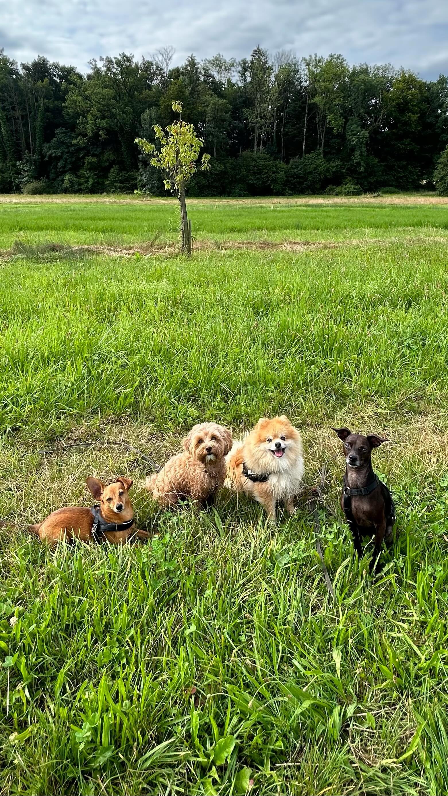 βοΈ
.
.
.
#DoggyFun #DoggyAdventure #CanineCare #DoggyHaven #PuppyParadise #DoggieDayCamp #DoggyStaycation #BarkingBuddies #FurryPlaymates #PuppyPlaydate #PawsomePlaytime #PlayfulPups #DogDaycare #PuppyPlaytime #DoggyDaycare #FurryFriends #PuppyLove #
