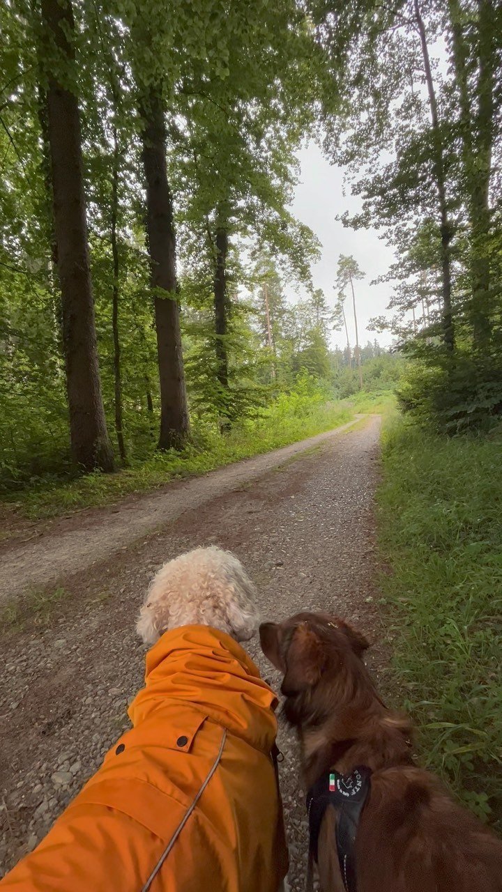 Sounds of nature
.
.
.
#DoggyFun #DoggyAdventure #CanineCare #DoggyHaven #PuppyParadise #DoggieDayCamp #DoggyStaycation #BarkingBuddies #FurryPlaymates #PuppyPlaydate #PawsomePlaytime #PlayfulPups #DogDaycare #PuppyPlaytime #DoggyDaycare #FurryFriend