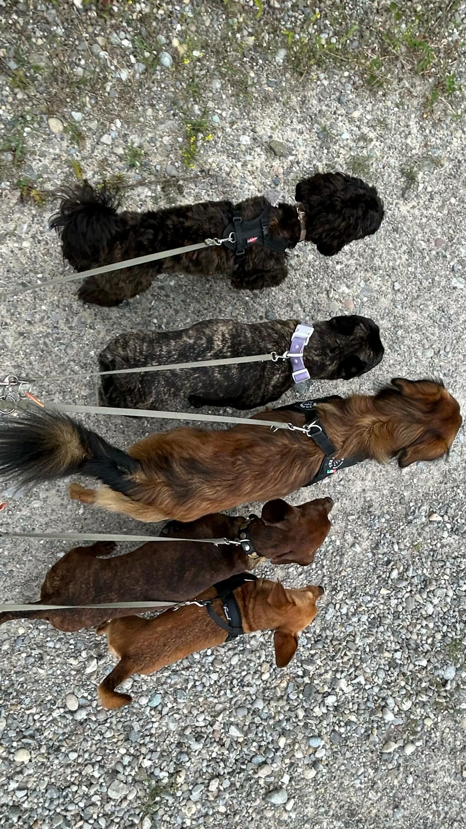 Wednesday funday!
.
.
.
#DoggyFun #DoggyAdventure #CanineCare #DoggyHaven #PuppyParadise #DoggieDayCamp #DoggyStaycation #BarkingBuddies #FurryPlaymates #PuppyPlaydate #PawsomePlaytime #PlayfulPups #DogDaycare #PuppyPlaytime #DoggyDaycare #FurryFrien
