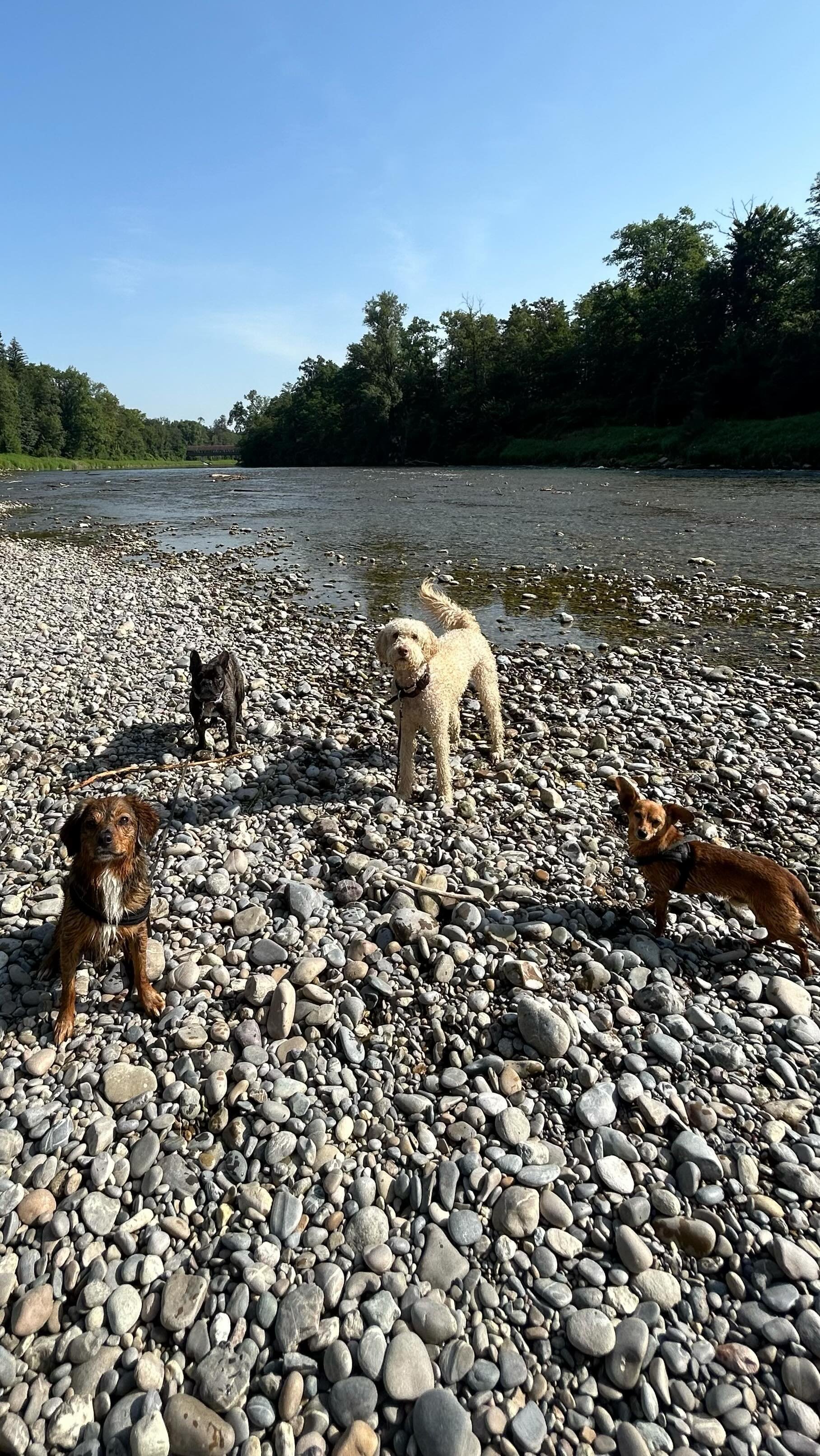 Beach day! ποΈ
.
.
.
#DoggyFun #DoggyAdventure #CanineCare #DoggyHaven #PuppyParadise #DoggieDayCamp #DoggyStaycation #BarkingBuddies #FurryPlaymates #PuppyPlaydate #PawsomePlaytime #PlayfulPups #DogDaycare #PuppyPlaytime #DoggyDaycare #FurryFriends