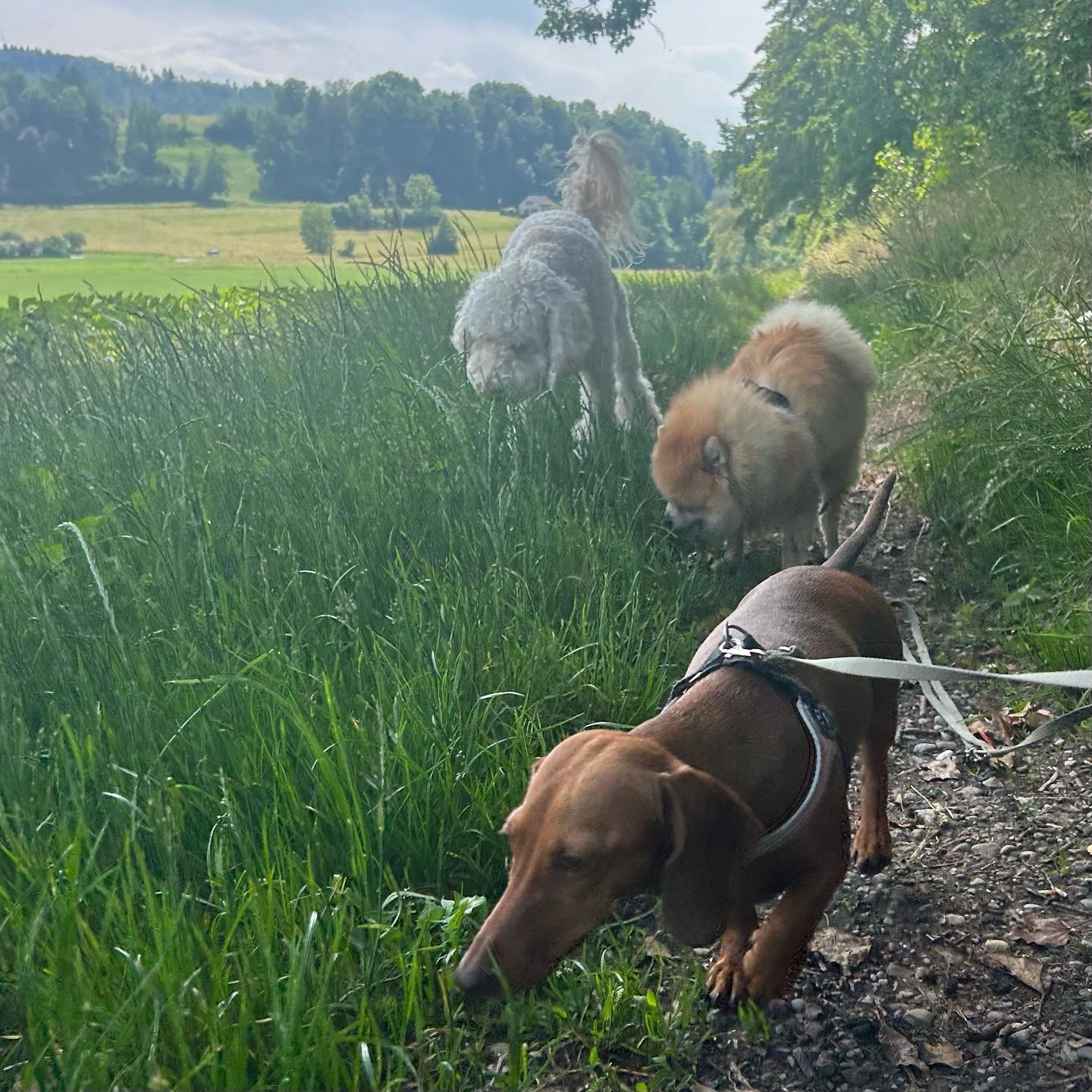 Summer pictures π»
.
.
.
#DoggyFun #DoggyAdventure #CanineCare #DoggyHaven #PuppyParadise #DoggieDayCamp #DoggyStaycation #BarkingBuddies #FurryPlaymates #PuppyPlaydate #PawsomePlaytime #PlayfulPups #DogDaycare #PuppyPlaytime #DoggyDaycare #FurryFrie