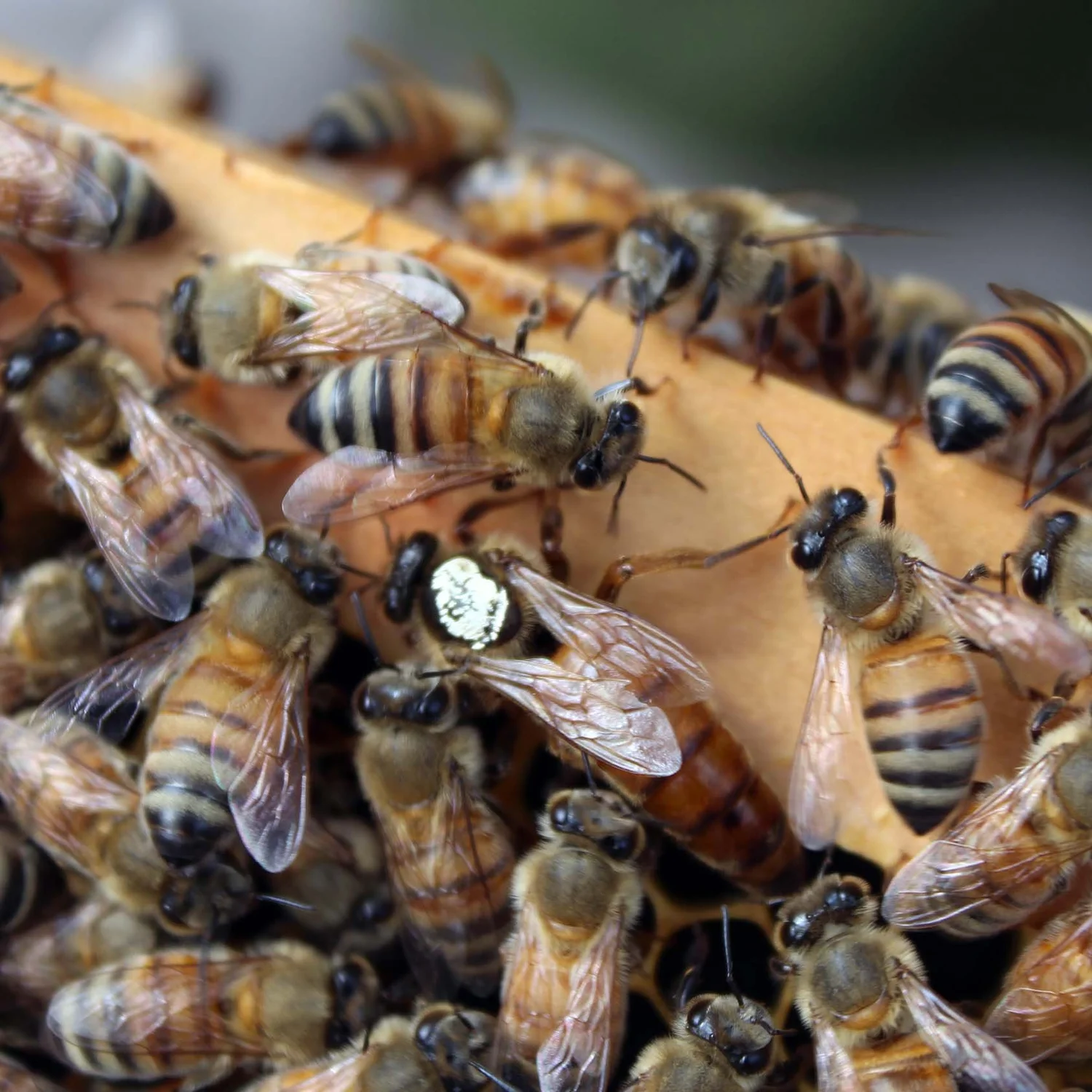 Bow River Bees