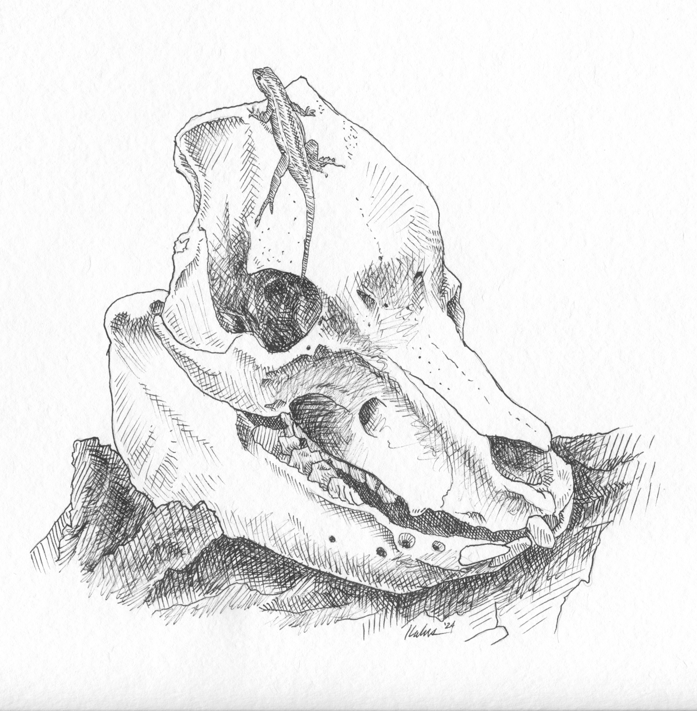 skull lizard.png