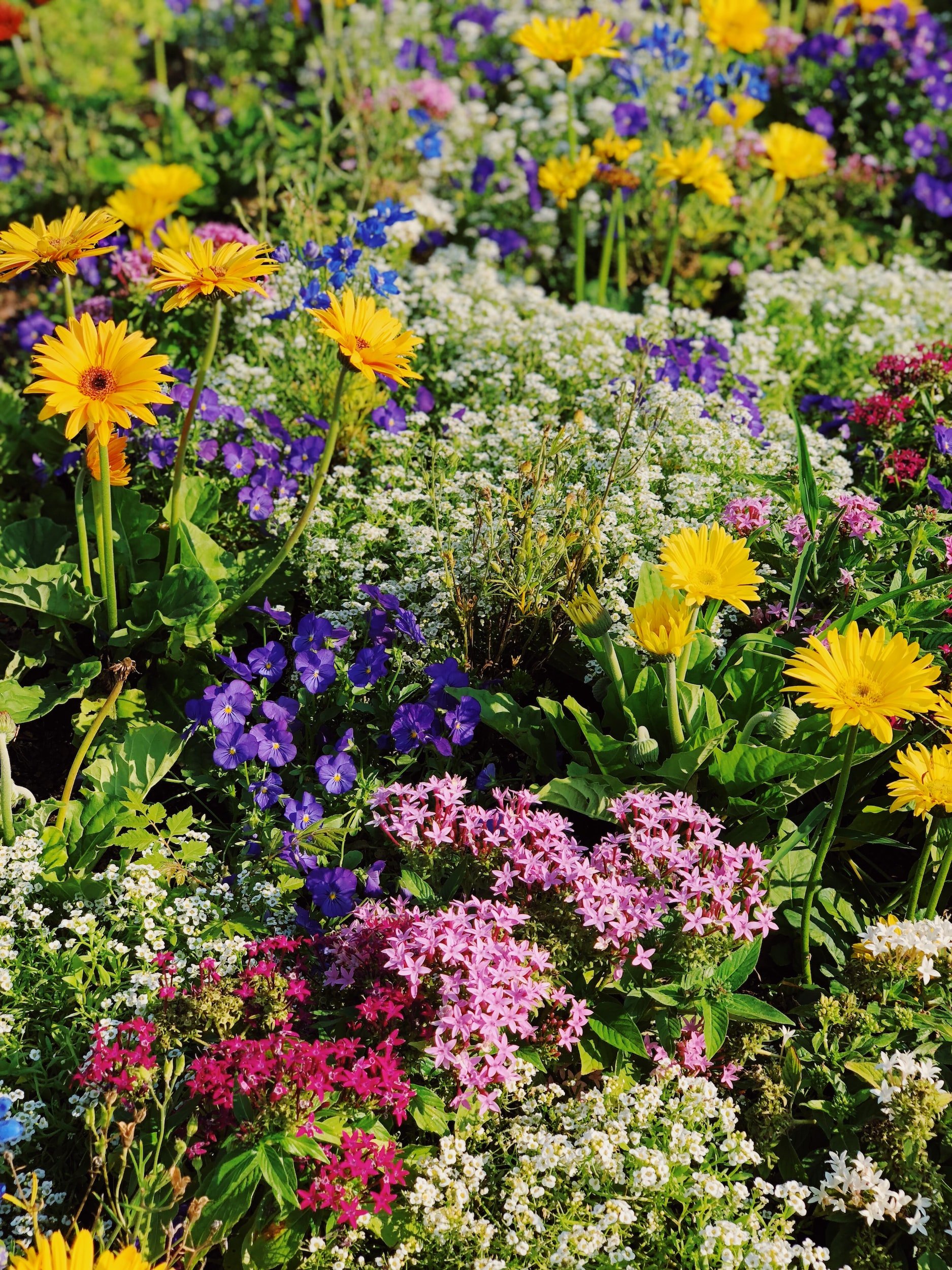 Colorful garden with yellow, purple, pink, and white blooming flowers during daytime.