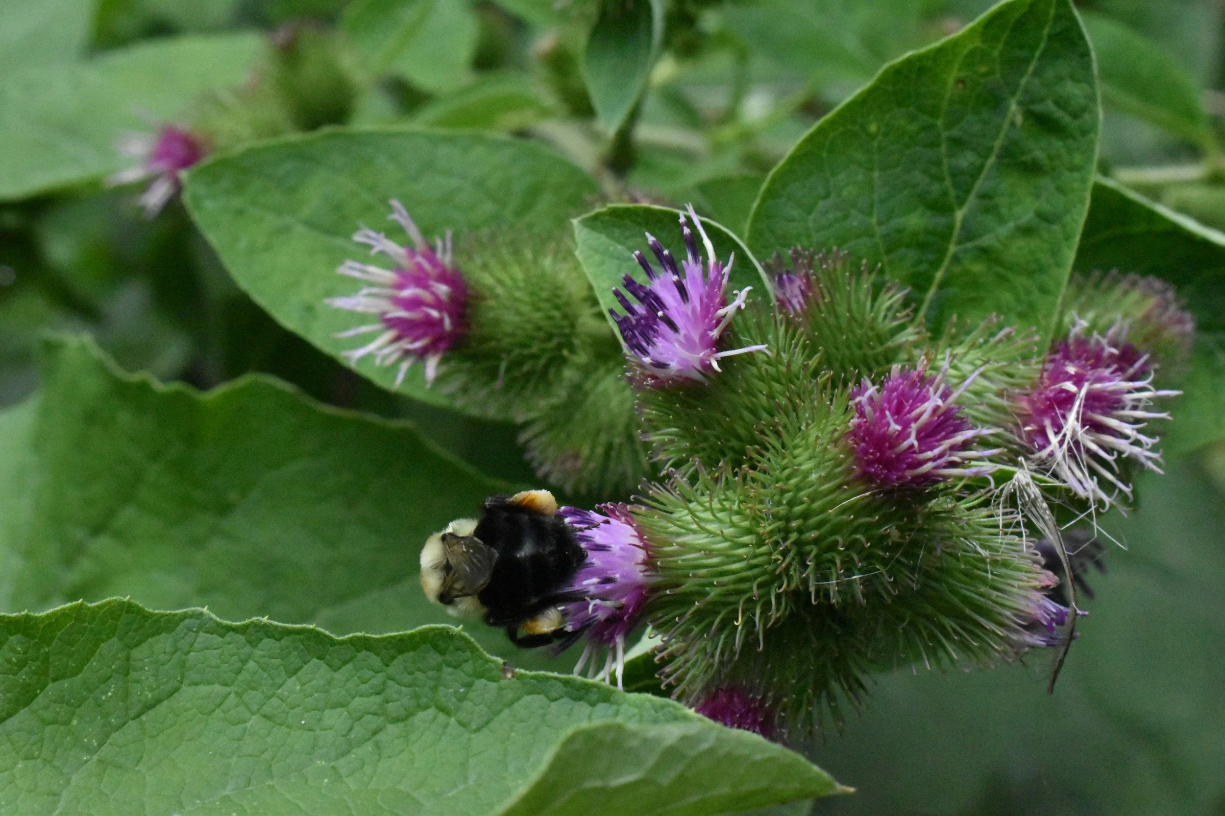 A close up of burdock leaves and flowers with a bumble bee sitting in one of the blossoms.