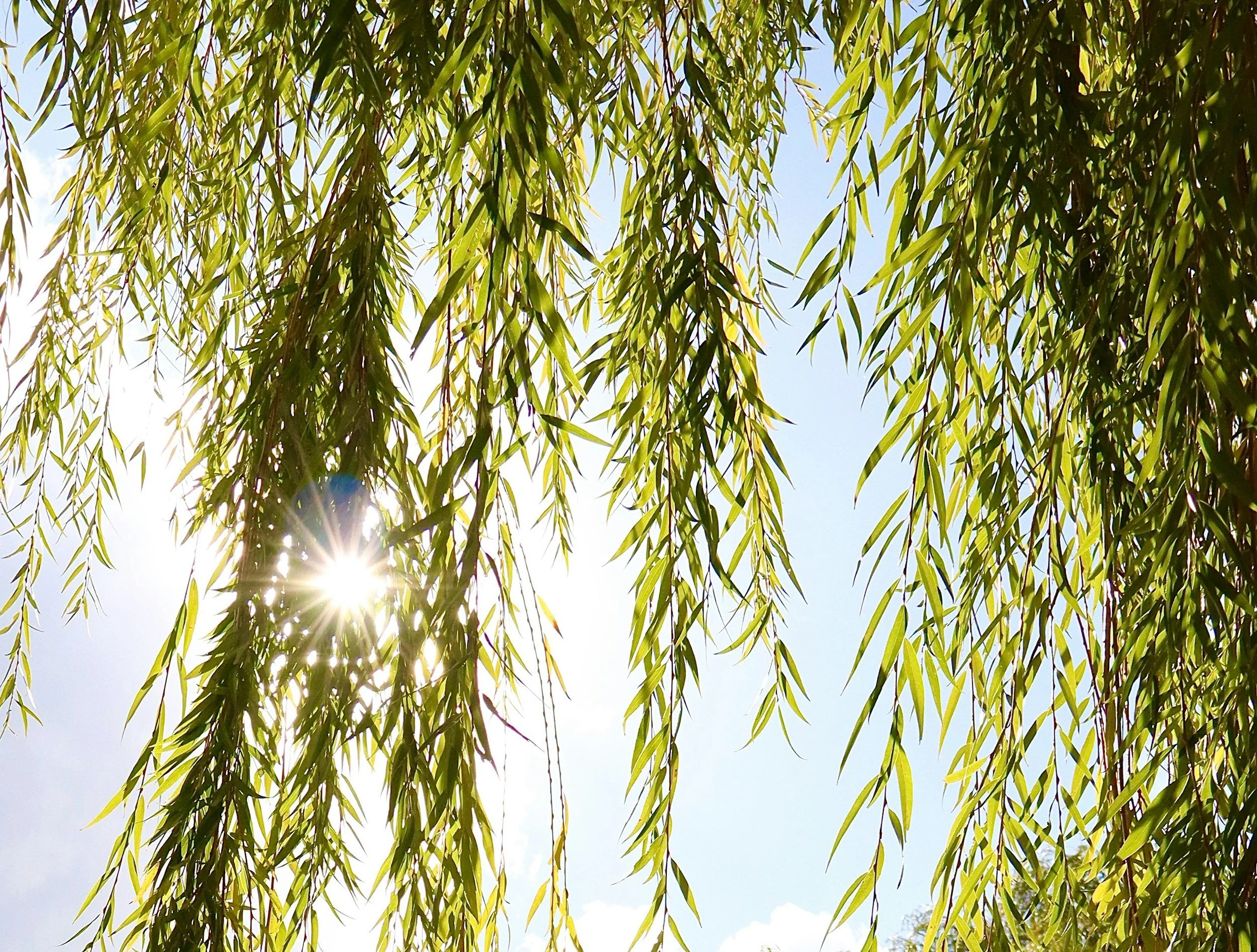 From Willow Trees to the World’s Most Famous Medicine