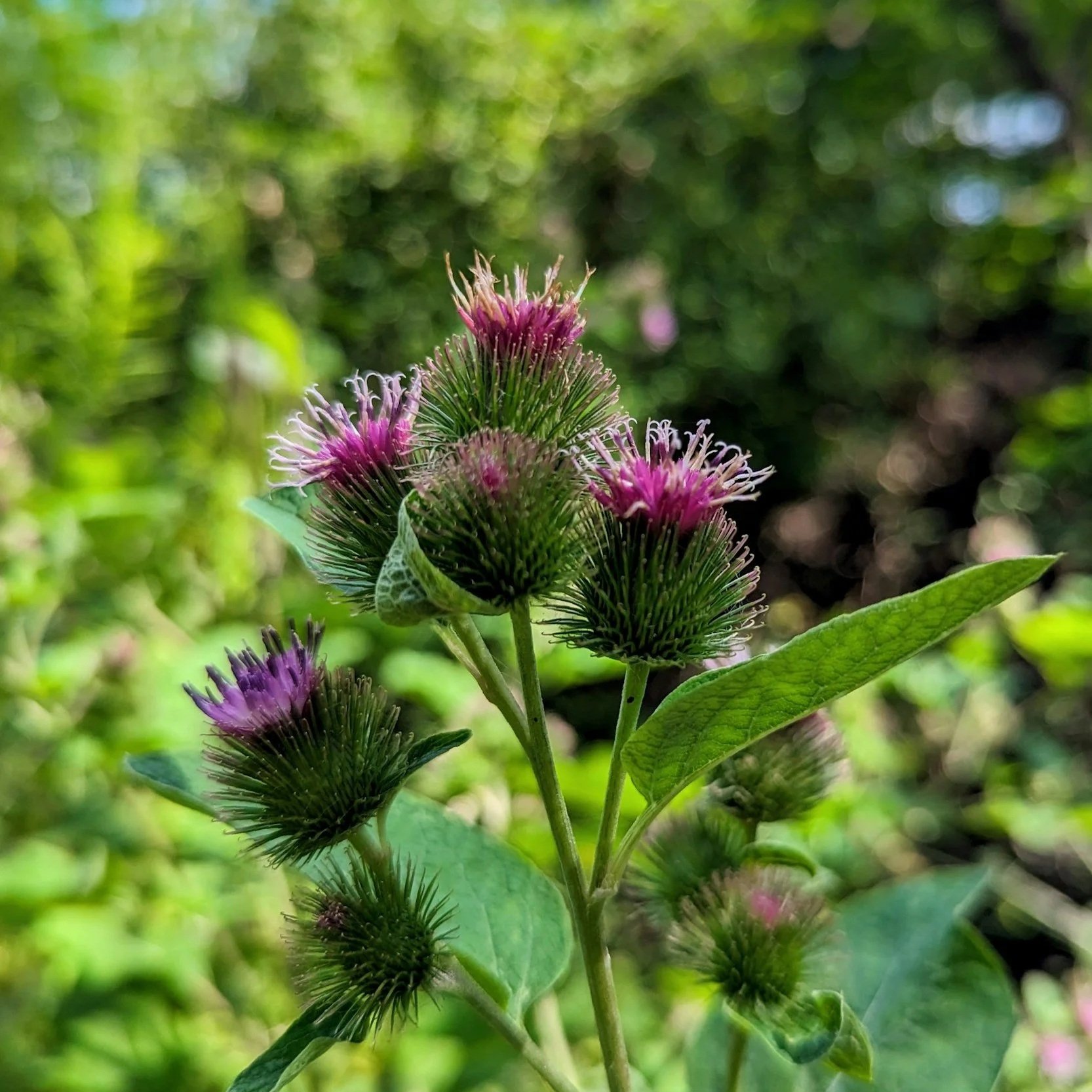 Burdock, Back Alley Nuisance or Resilient Herbal Ally?