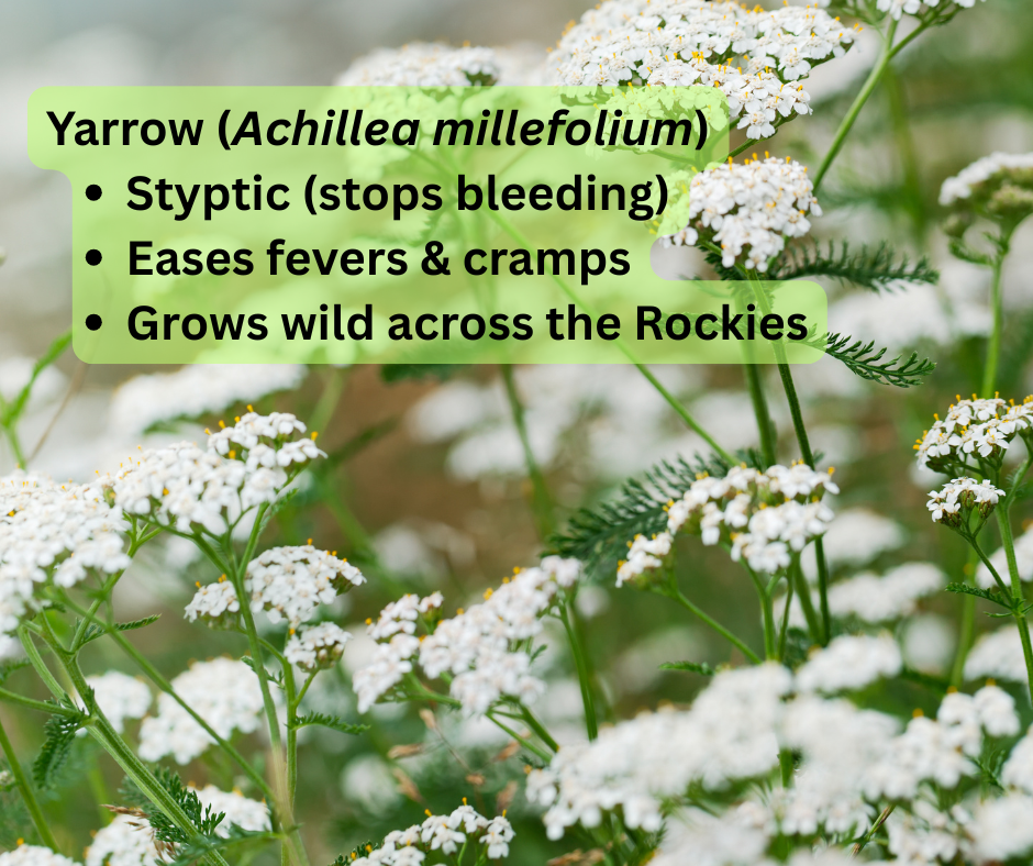 Background showing yarrow flowers with text overlayed on top with yarrow's latin name and some of its main benefits. 