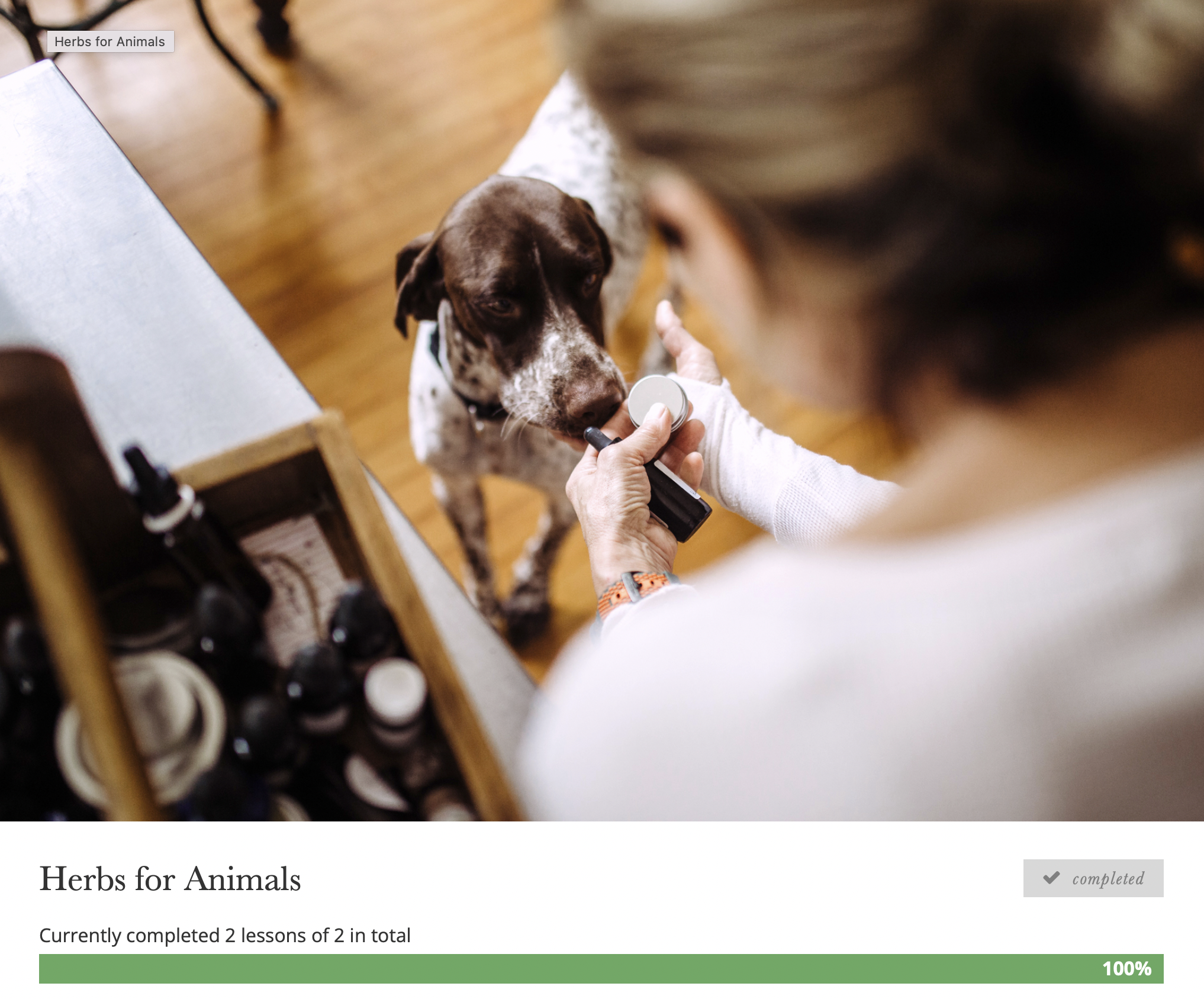 A person giving a dog medicine or supplement using a pill bottle and syringe in a veterinary or pet care setting. This image shows the completion of the Herbs for Animals Herbal Intensive course on Herbal Academy. 