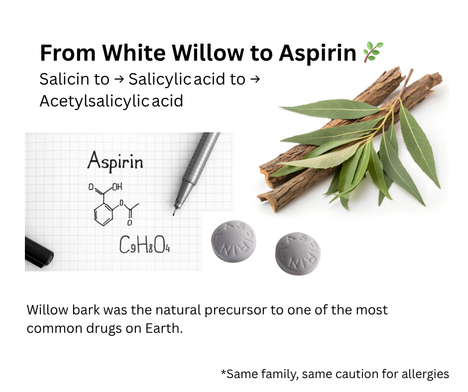 An image describing how white willow is related to aspirin showing white willow bark a leaves, two aspirin tablets, a the chemical makeup of aspirin. 