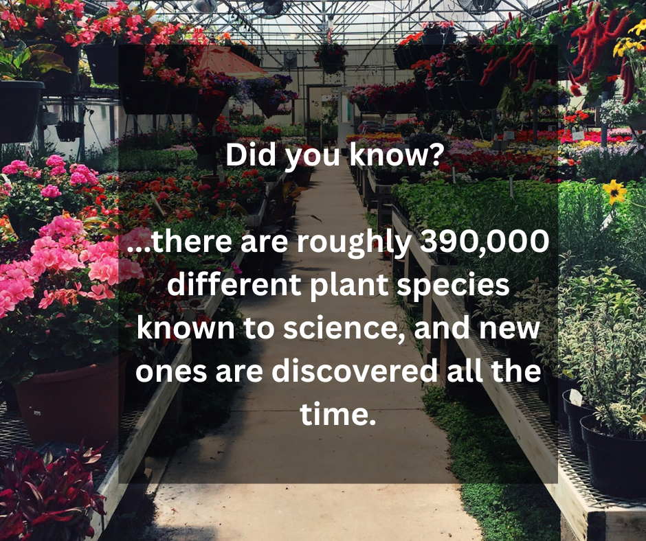 Text reading "Did you know...there are roughly 390,000 different plant species known to science, and new ones are discovered all the time" in a black square overlayed a greenhouse background showing different kinds of flowers and plants. 