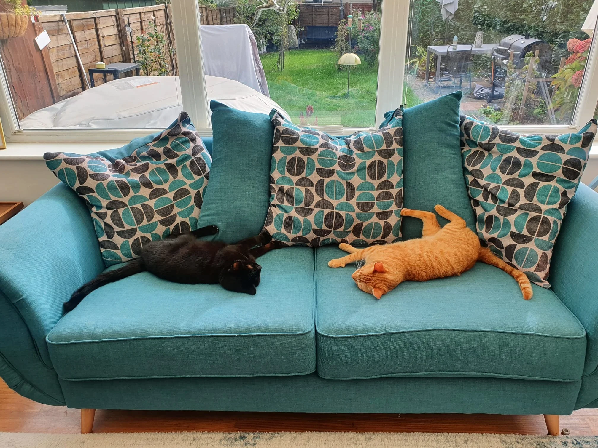 Fighting-cats-behaviour-modification-Thinking-Paws