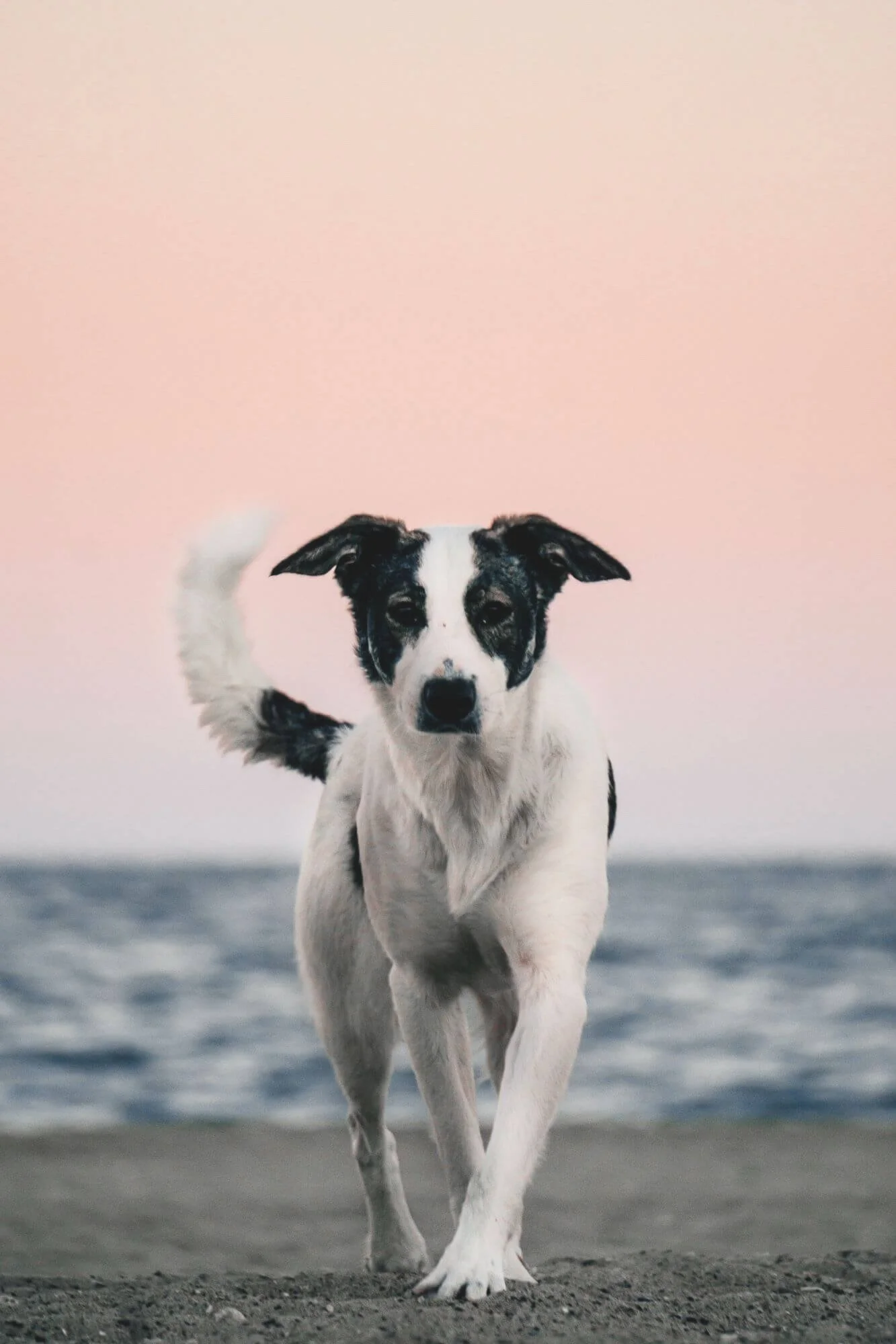 Dog_anxiety_help_bedfordshire