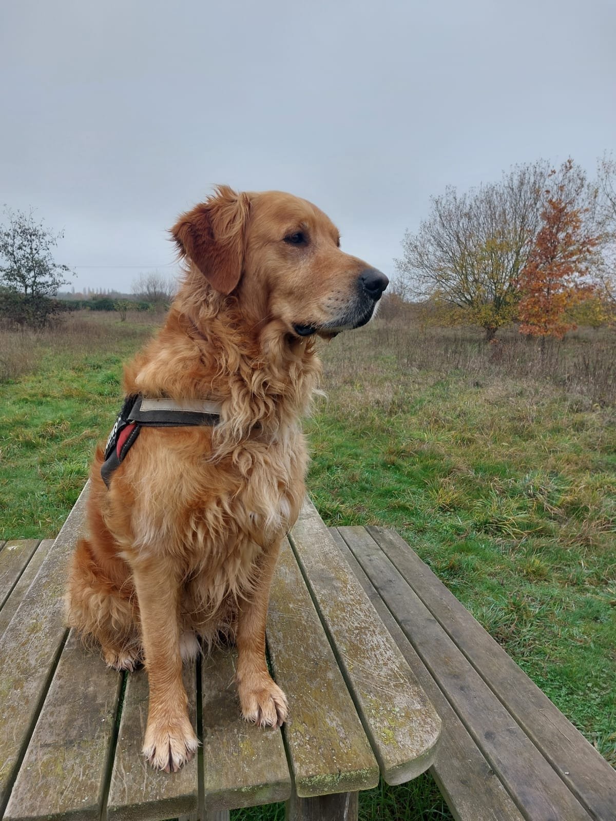 Barking-at-other-dogs-training-Thinking-Paws-Bedfordshire
