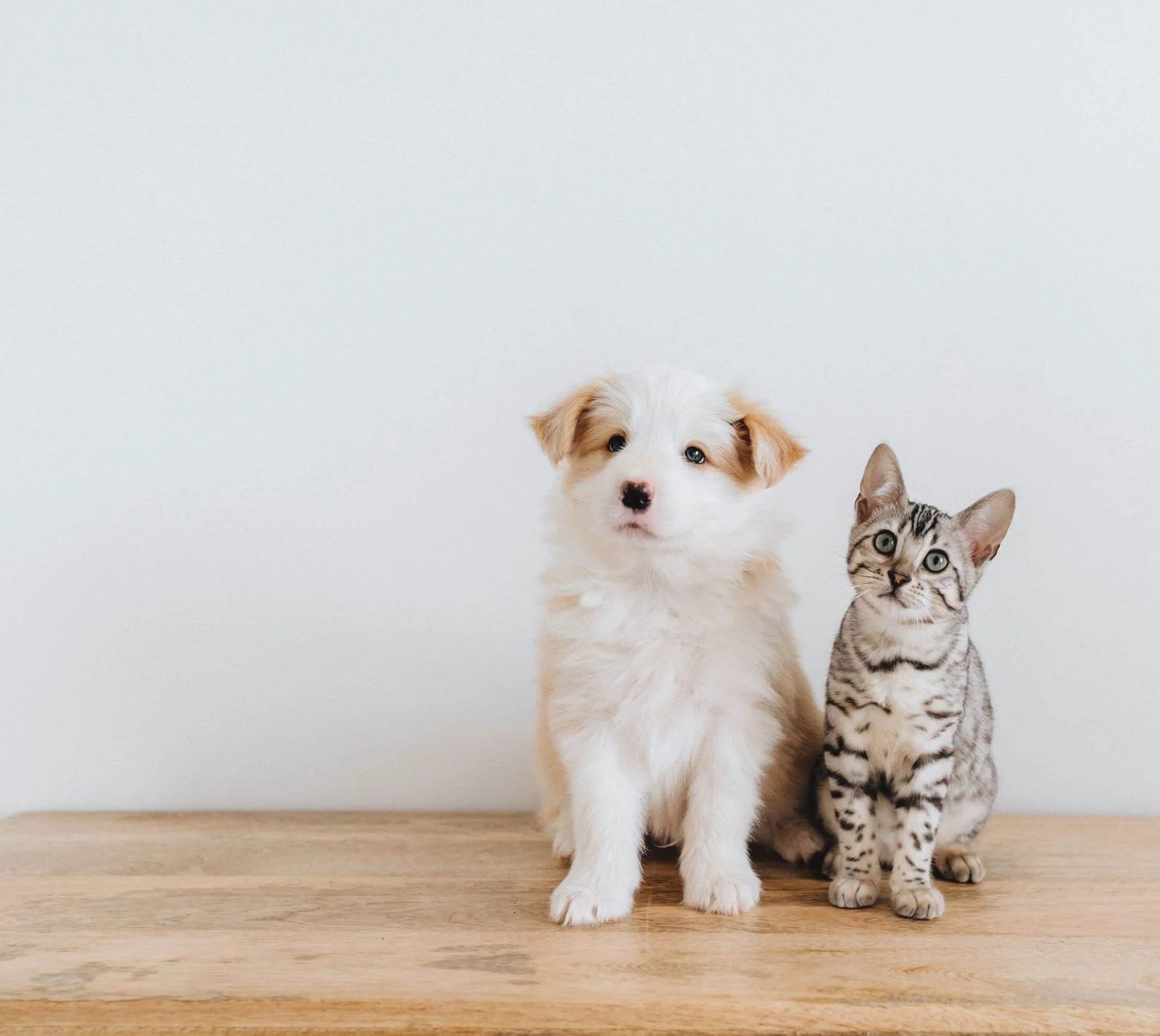 Behaviour referrals for dogs and cats, Biggleswade
