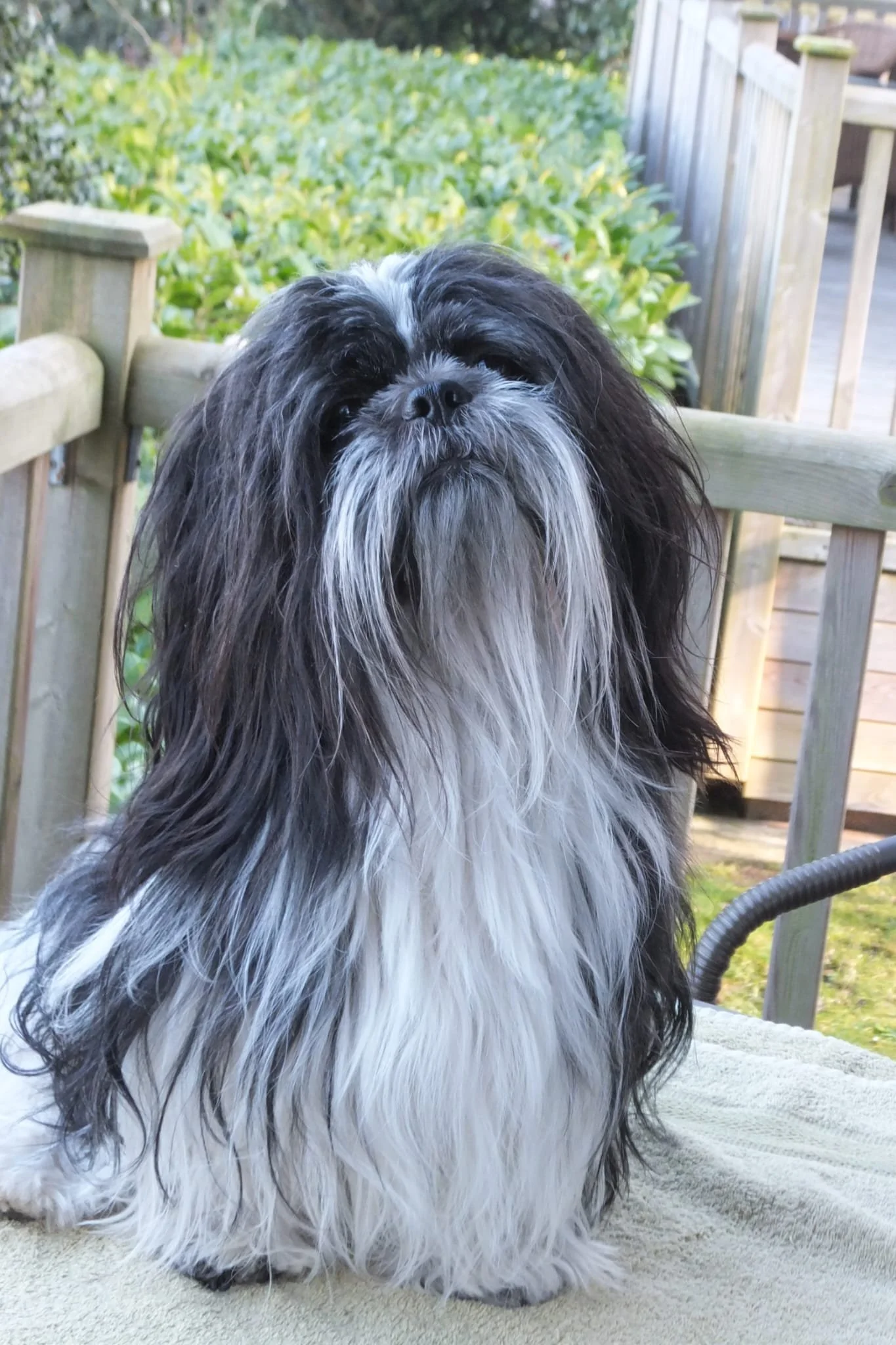 Dog-training-classes-Thinking-Paws-Bedfordshire