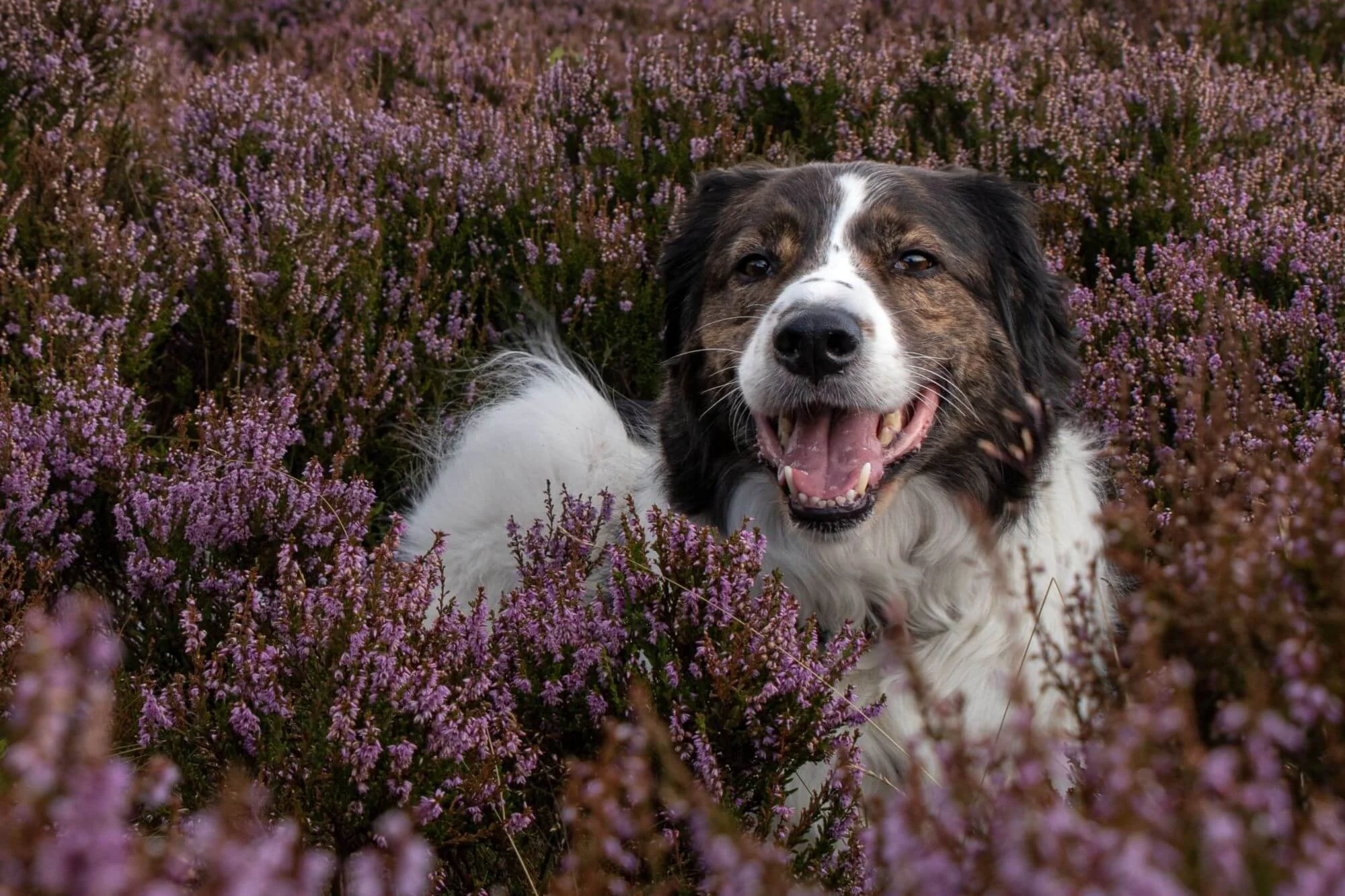Dog separation behaviour problem, Biggleswade