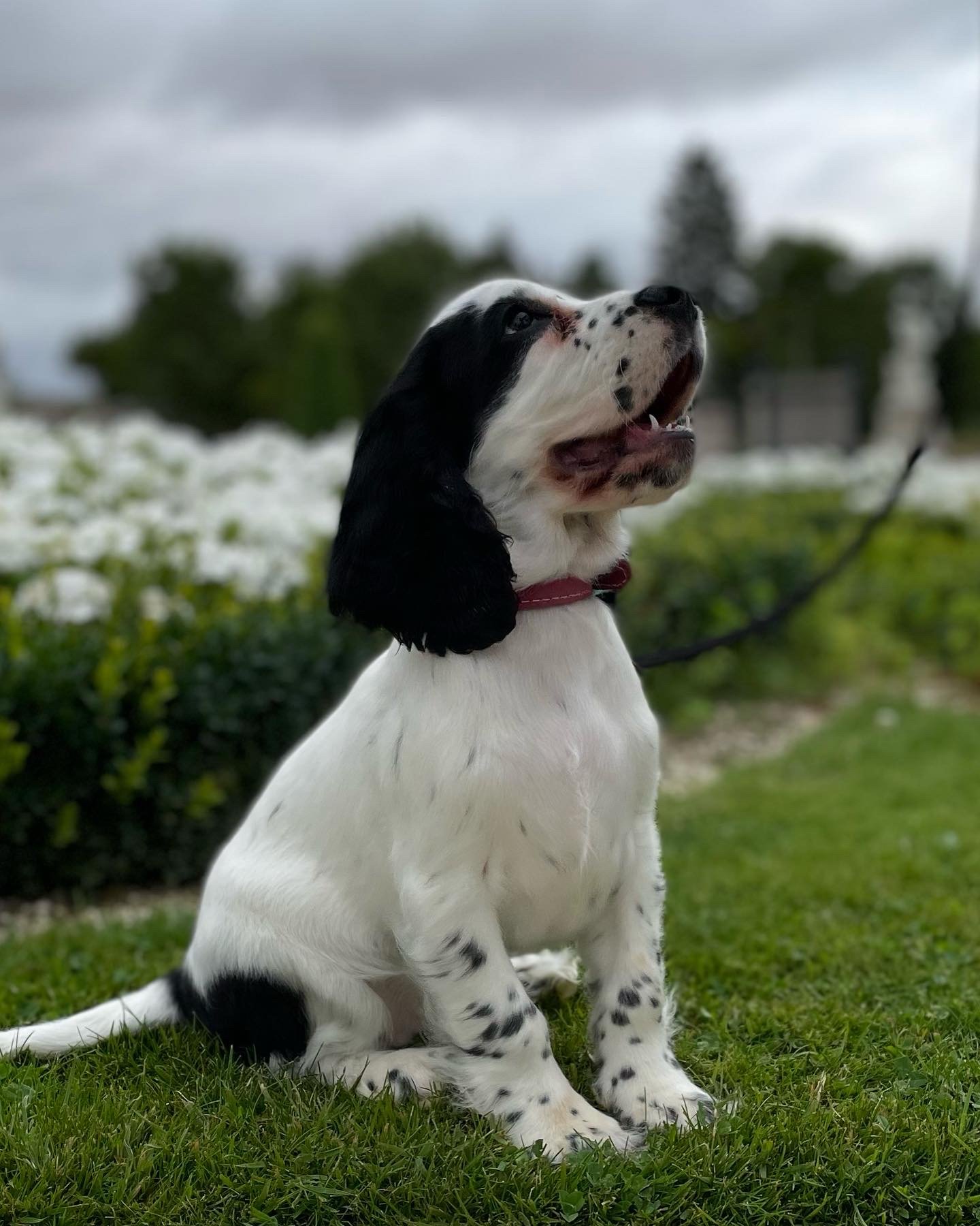 Puppy-classes-Thinking-Paws-Northumberland