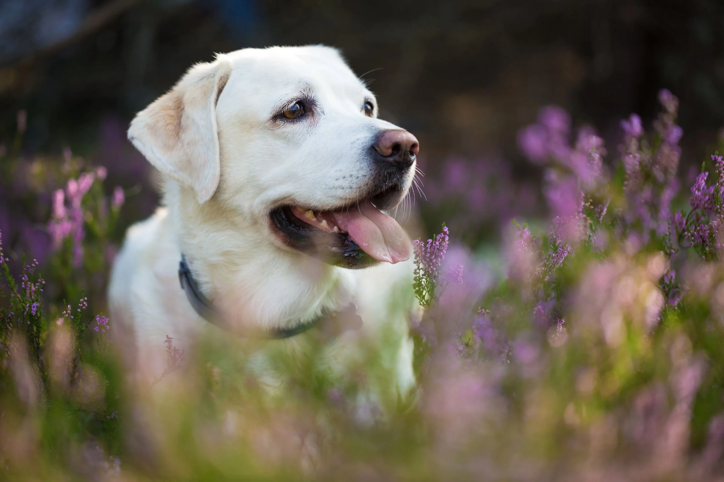 dog to human behaviour problems Bedfordshire