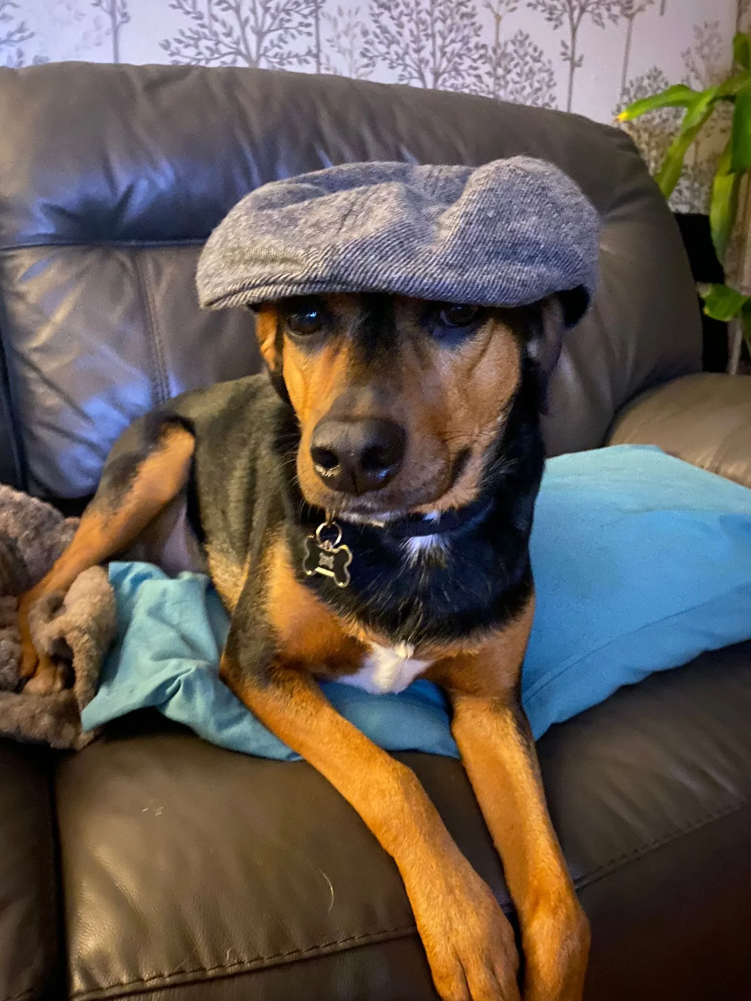Dog-fear-of-walks-training-Bedfordshire