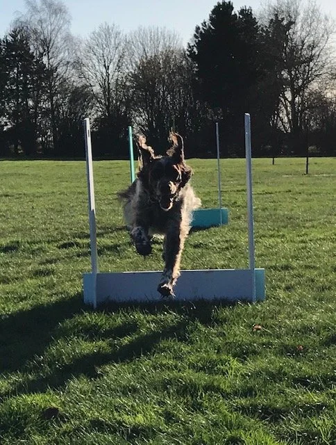 Dog-training-Thinking-Paws-Biggleswade