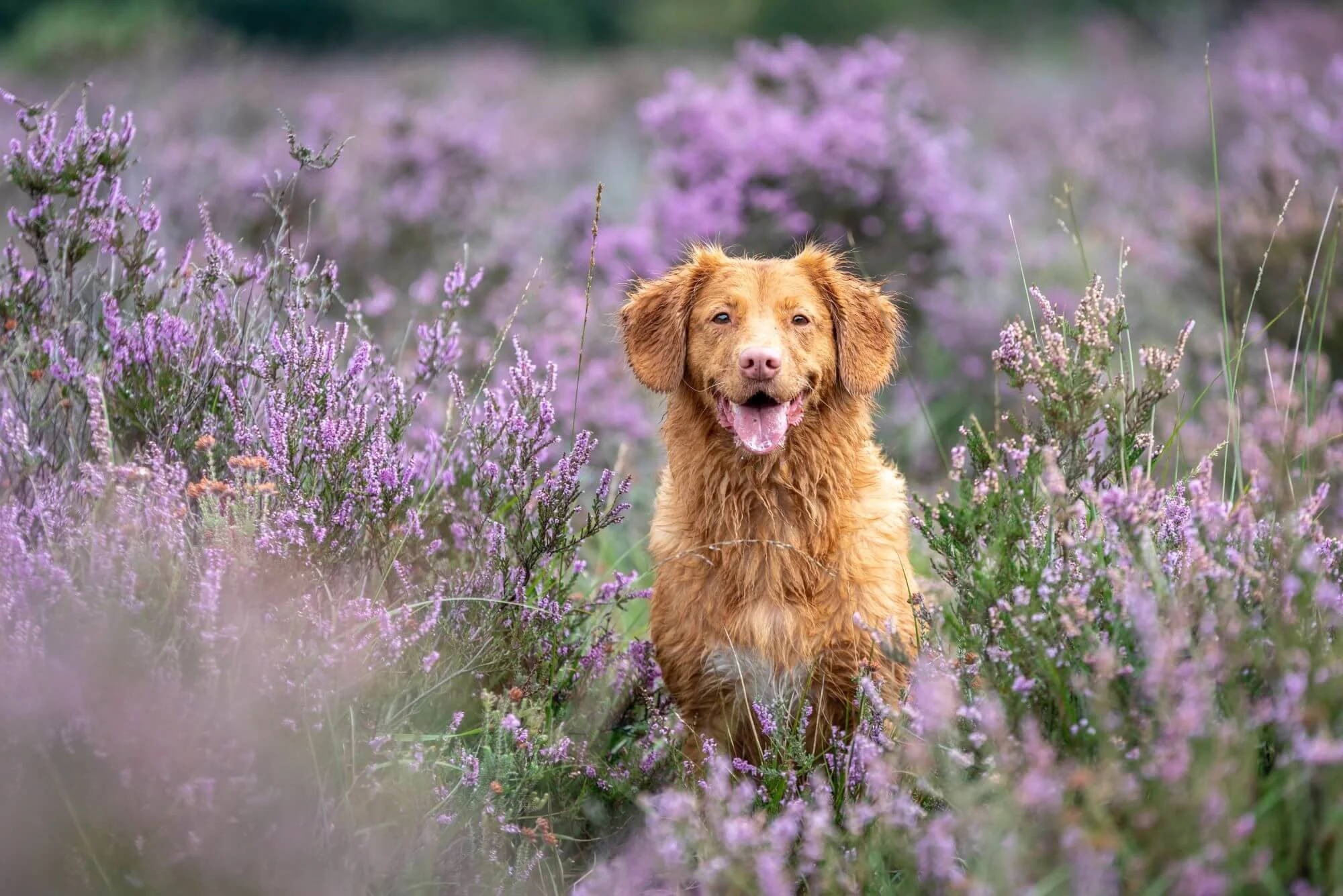 dog reactivity and problems with other dogs, Biggleswade | Toller sitting in heather