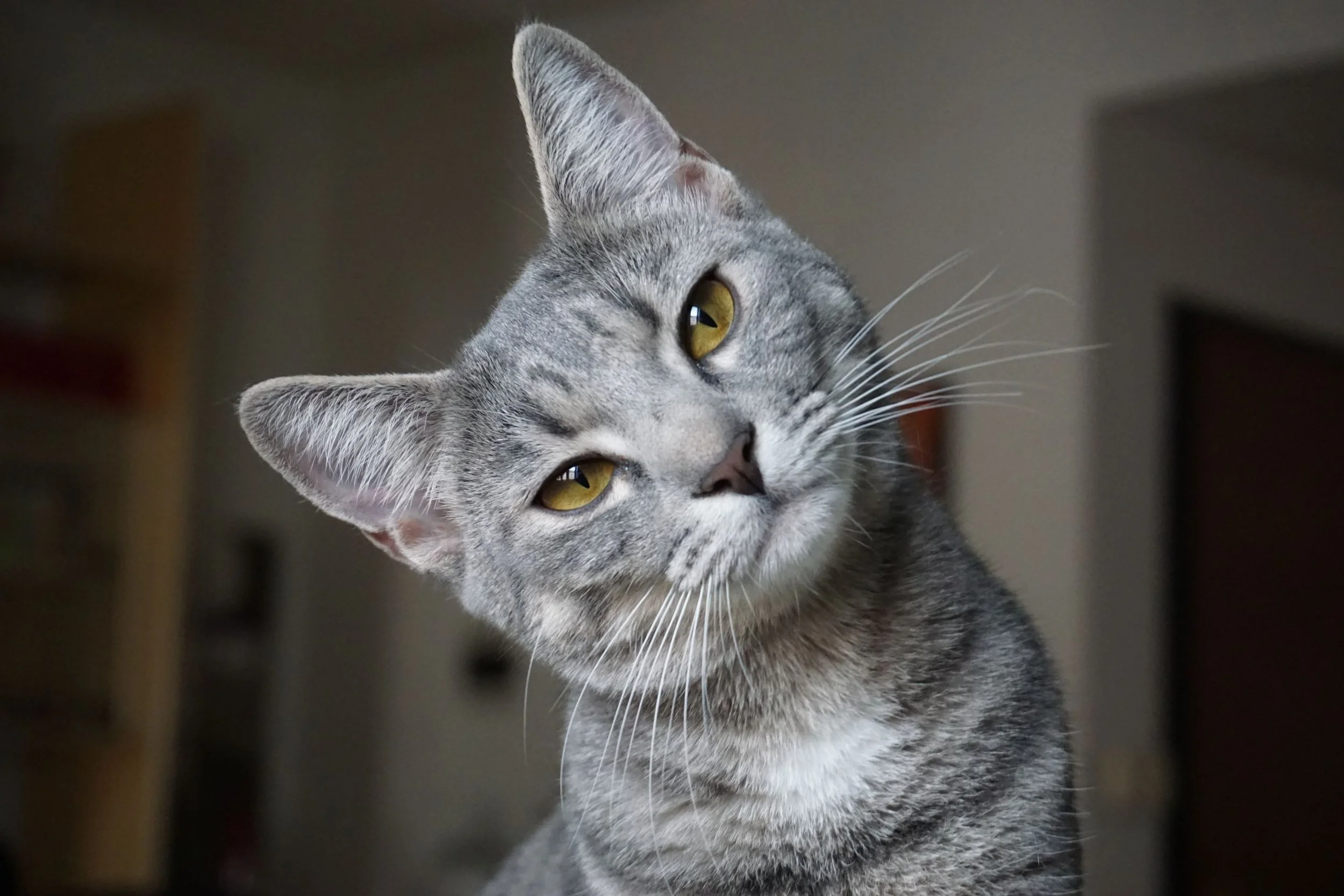 Cat behaviourist Alnwick, Northumberland