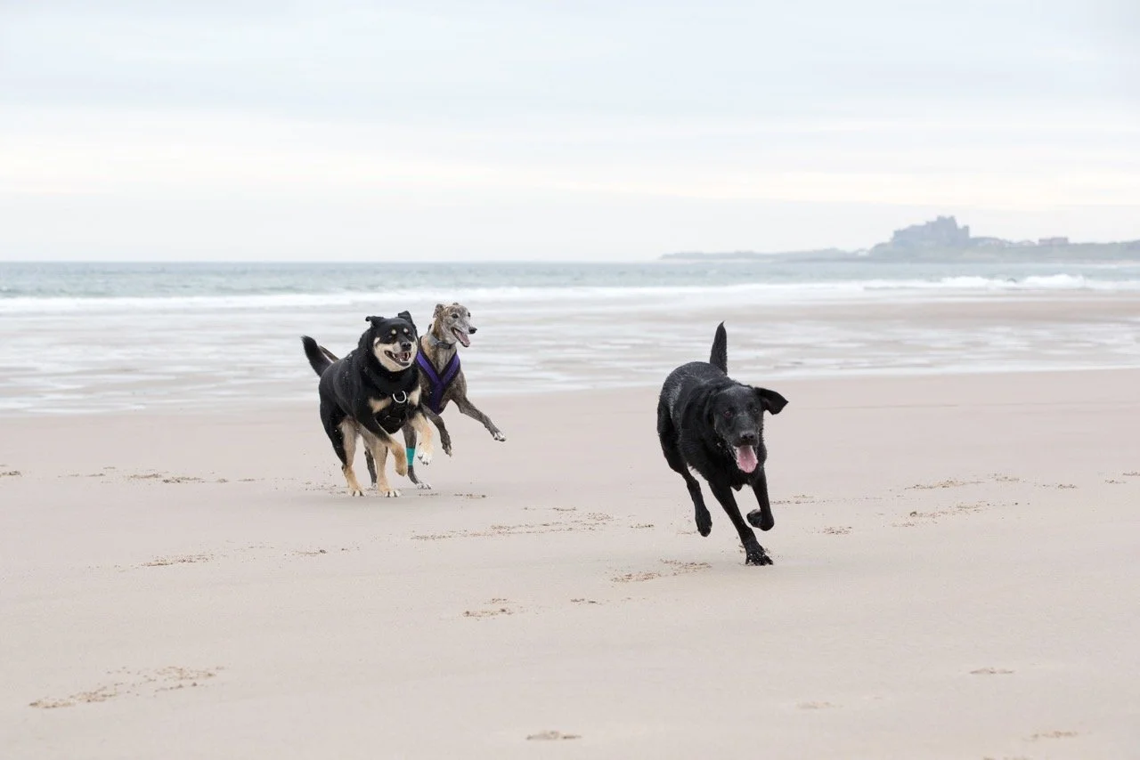 Vet-behaviour-referral-Thinking-Paws