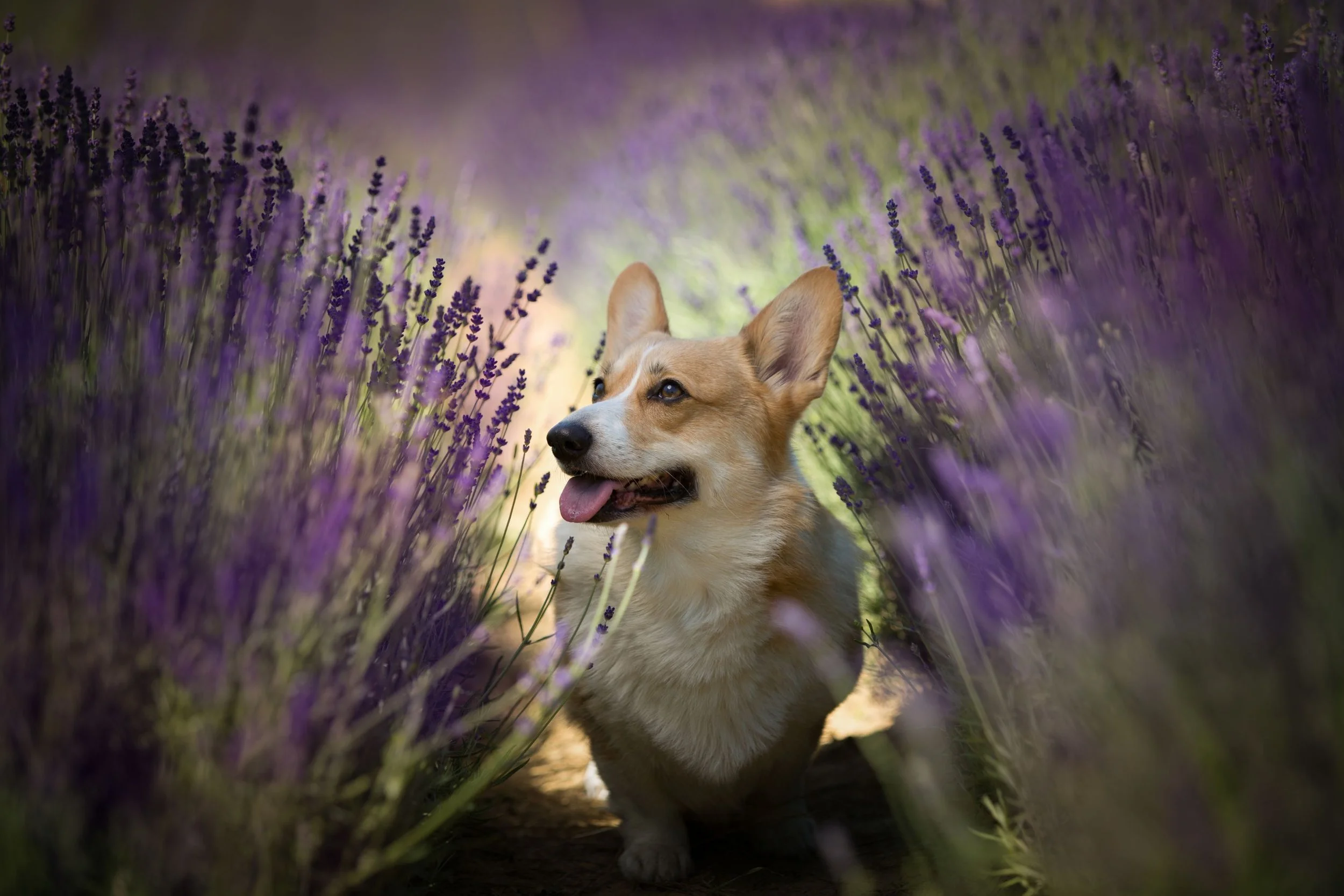 Dog aggressive behaviour towards people - Bedfordshire - corgi in lavender