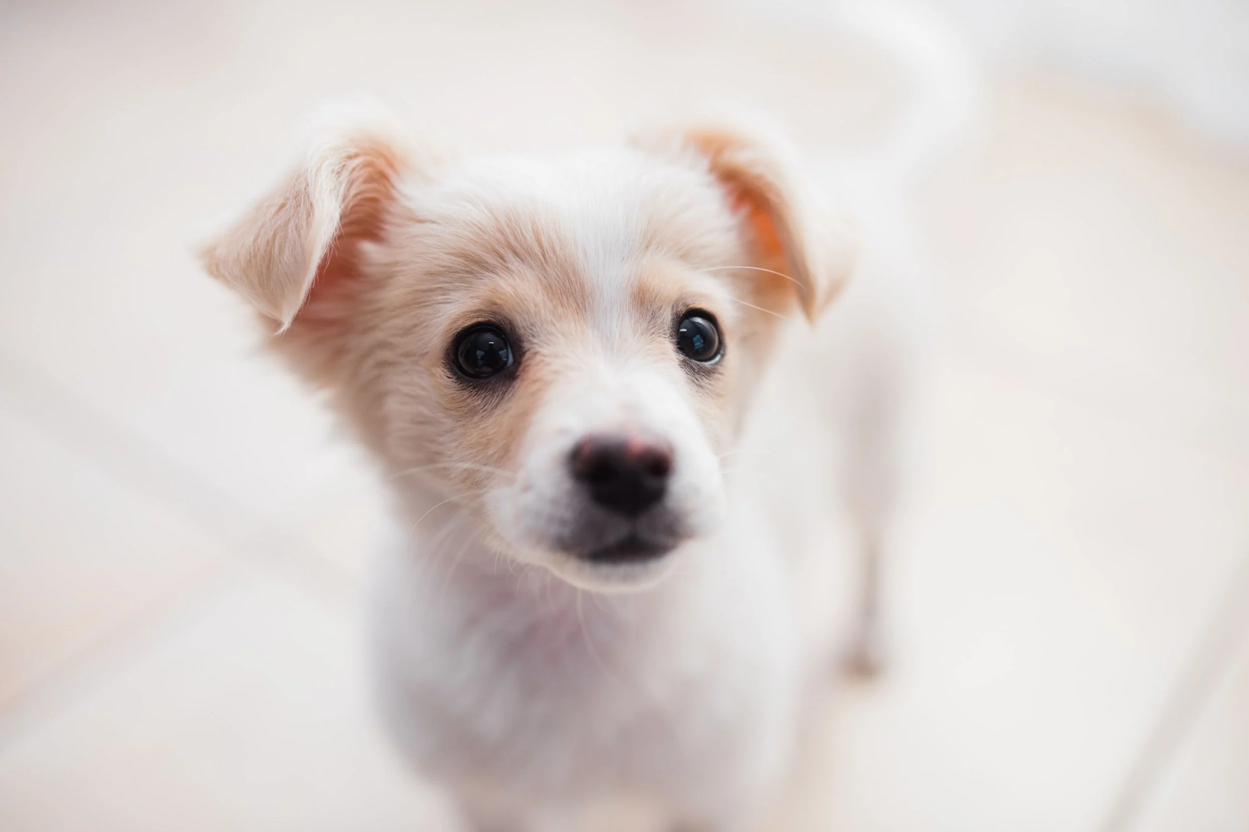 Puppy Training, Alnwick, Northumberland