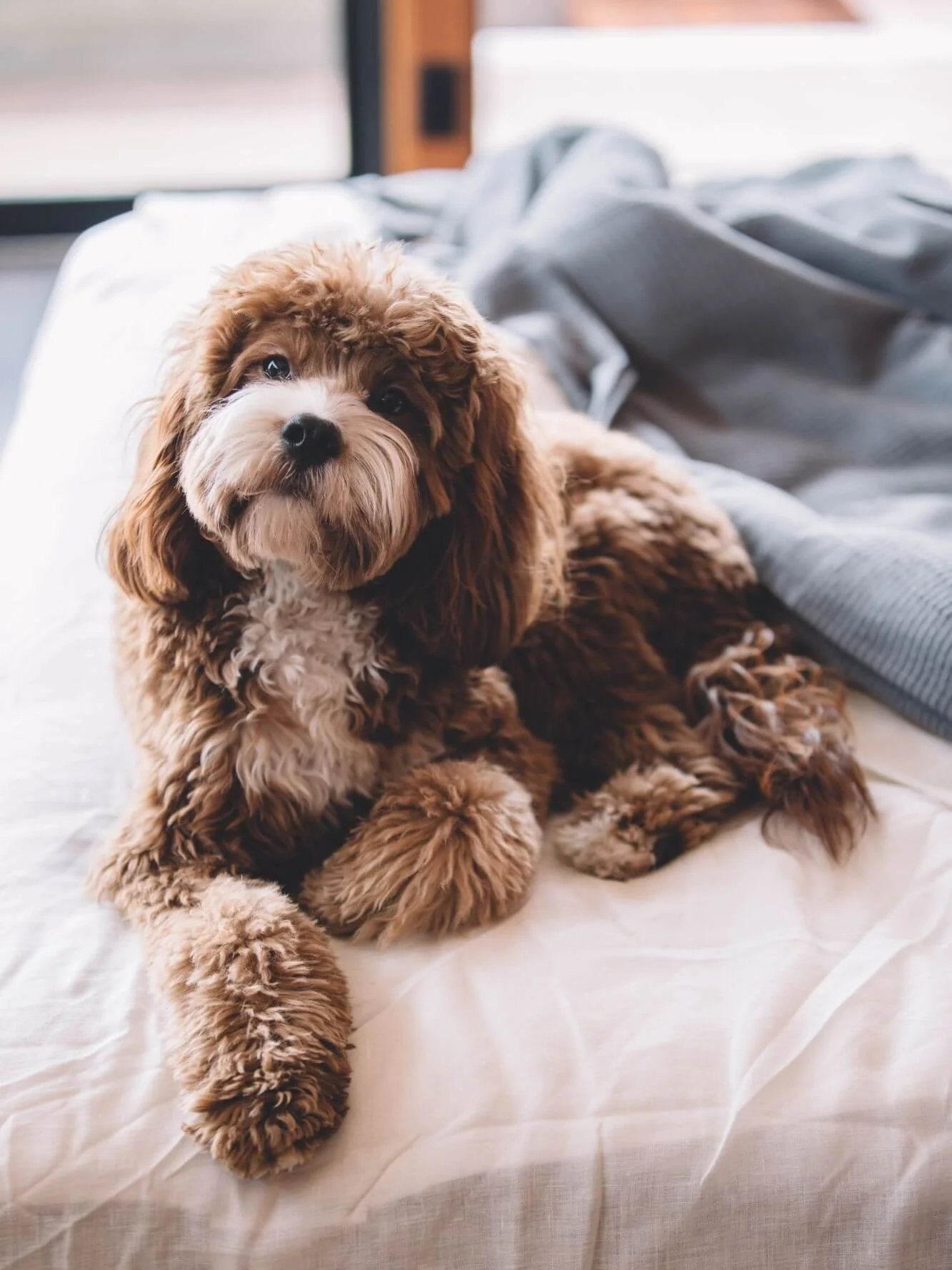 separation problems with dogs - cockapoo left home alone - Bedfordshire