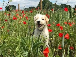Fear-of-other-dogs-training-Bedfordshire