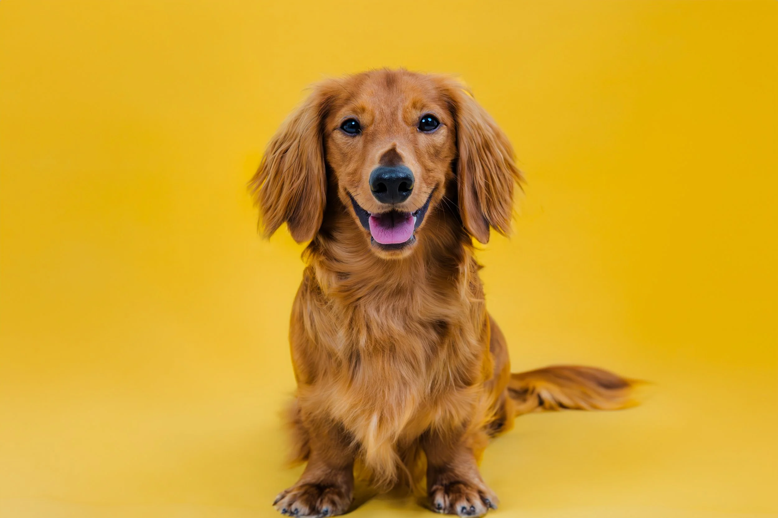 Ollie-5.jpg