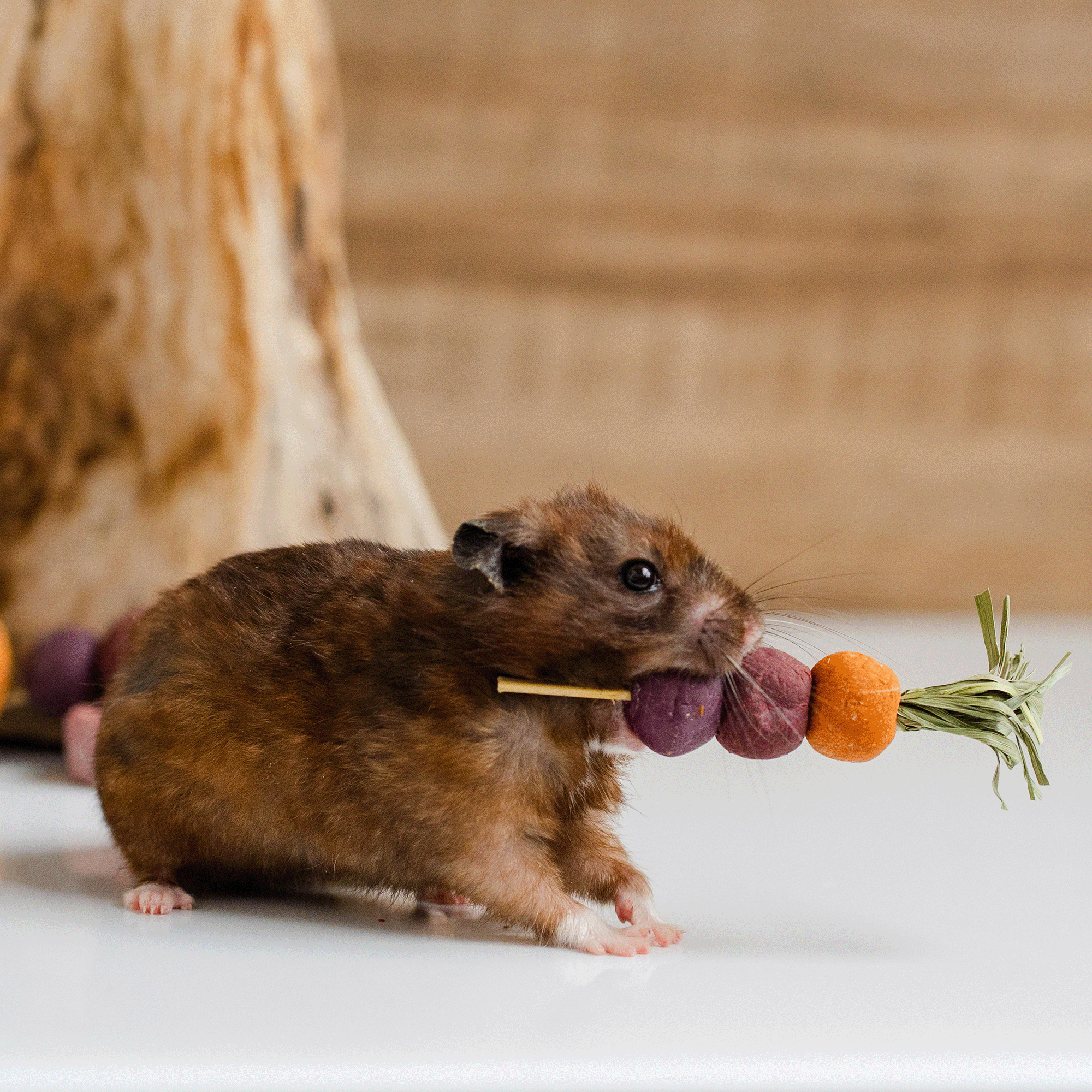 Hamster_photo_11.png