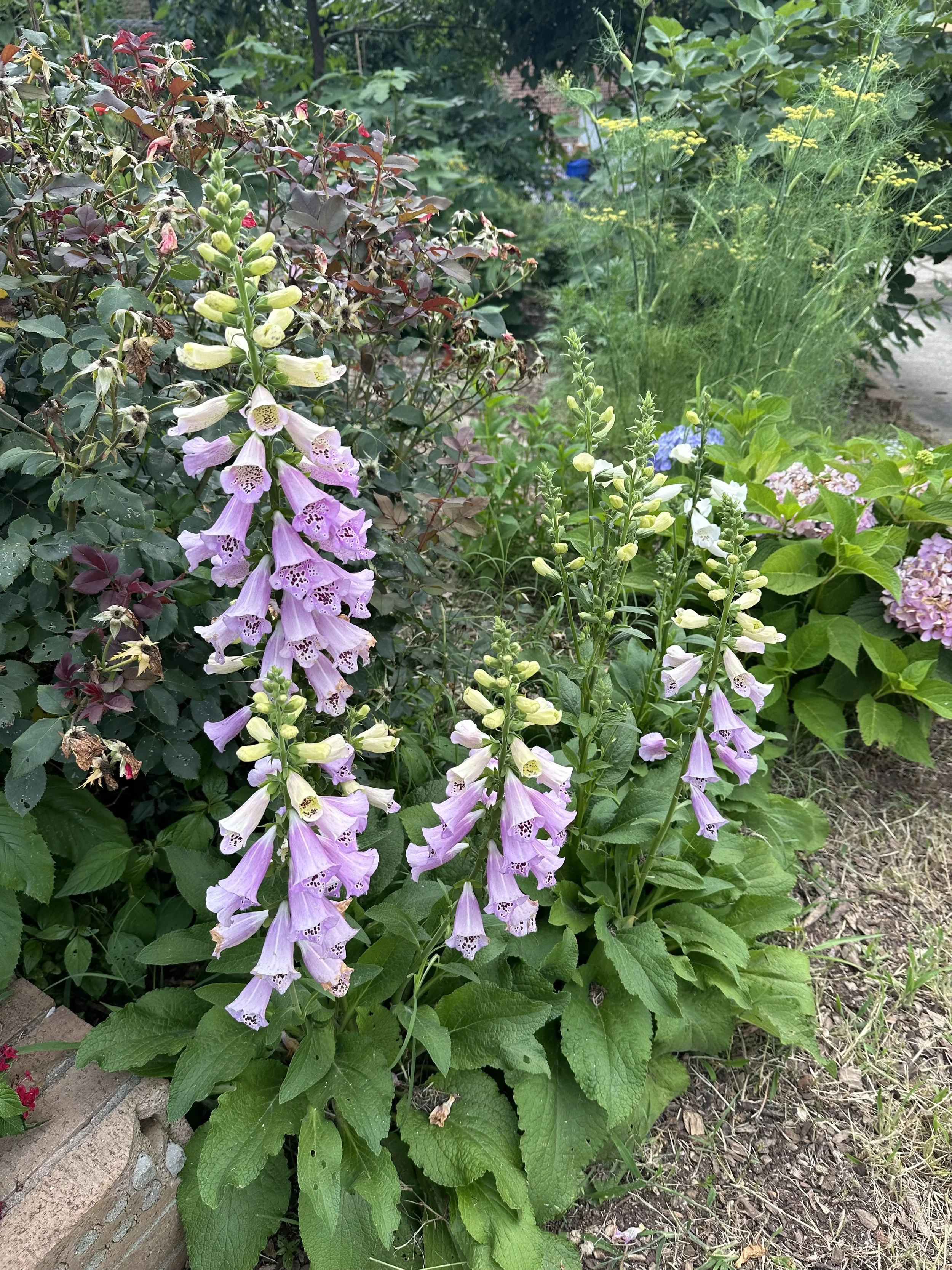 IMG_2439.jpeg