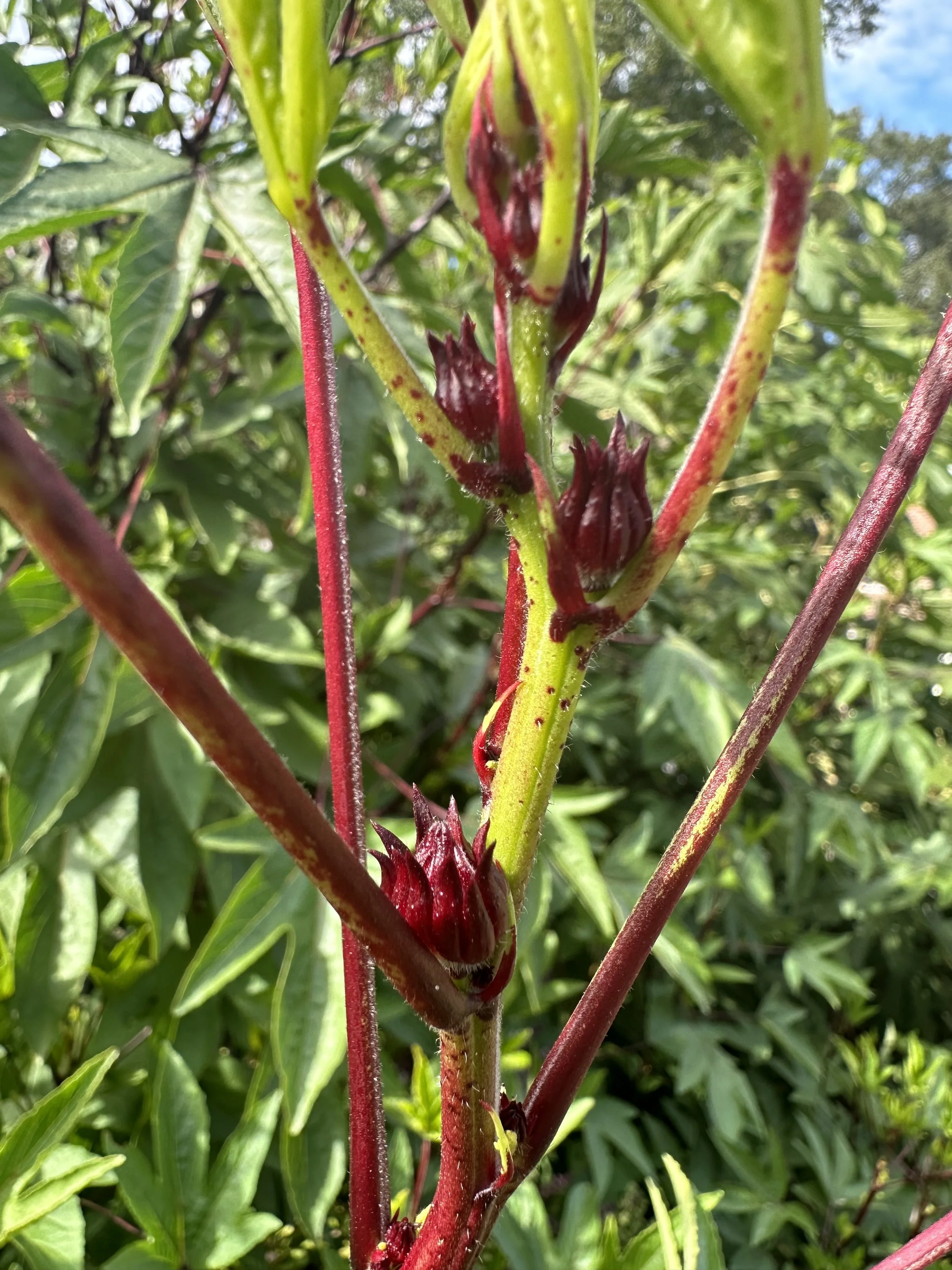 IMG_0142.jpeg