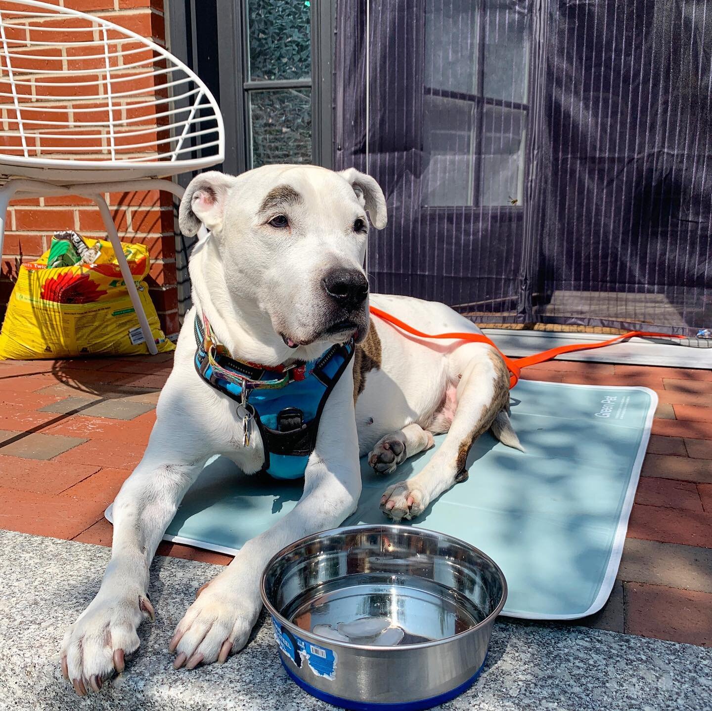 just a lil senior saturday appreciation 👵🏻🐩👴🏻

from a personal pharmacy, to stinky farts, to encouragement at mealtime....we know our old dogs need extra care and we are happy to help! 

#pawsitivelylucky #salemma #dogsofinstagram #seniordog #am