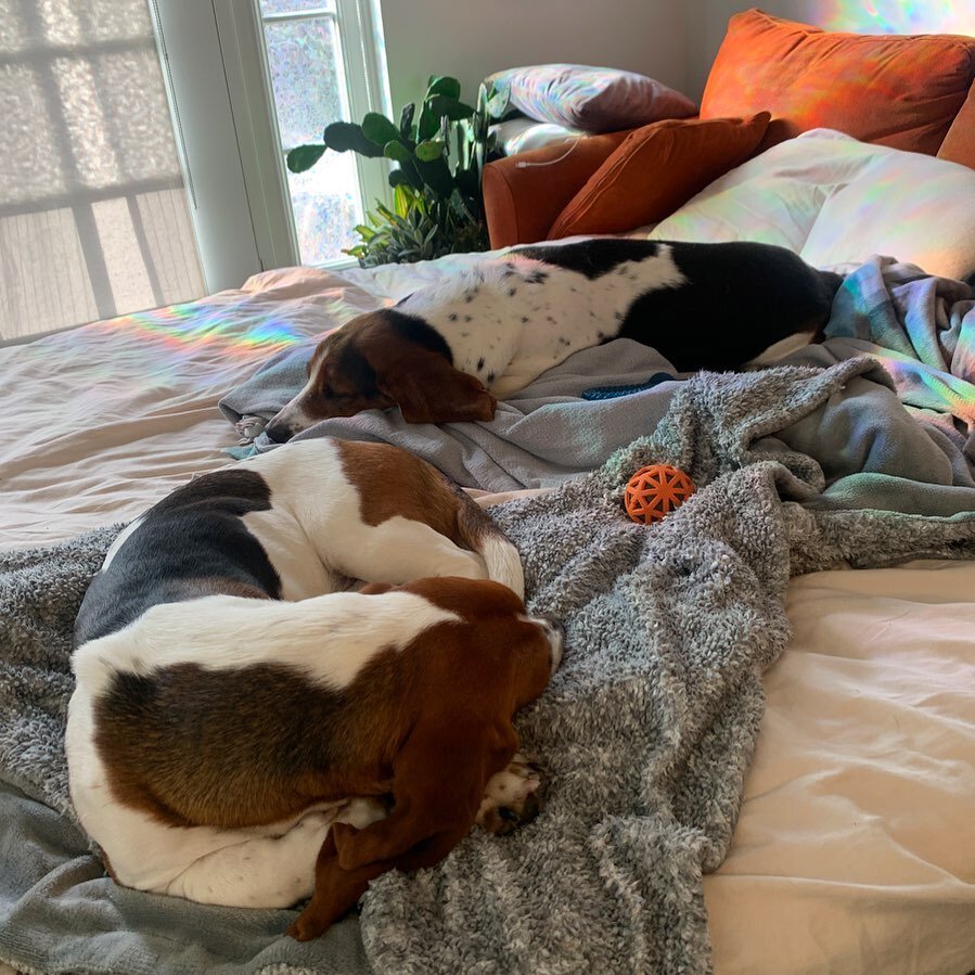 if you are feeling lazy this monday... know that you are not alone! 

these boys are allllllllways down for a good ole nap 😴 

#pawsitivelylucky #bassethoundsofinstagram #hounddog #lazymonday #salemmassachusetts #sleepy
