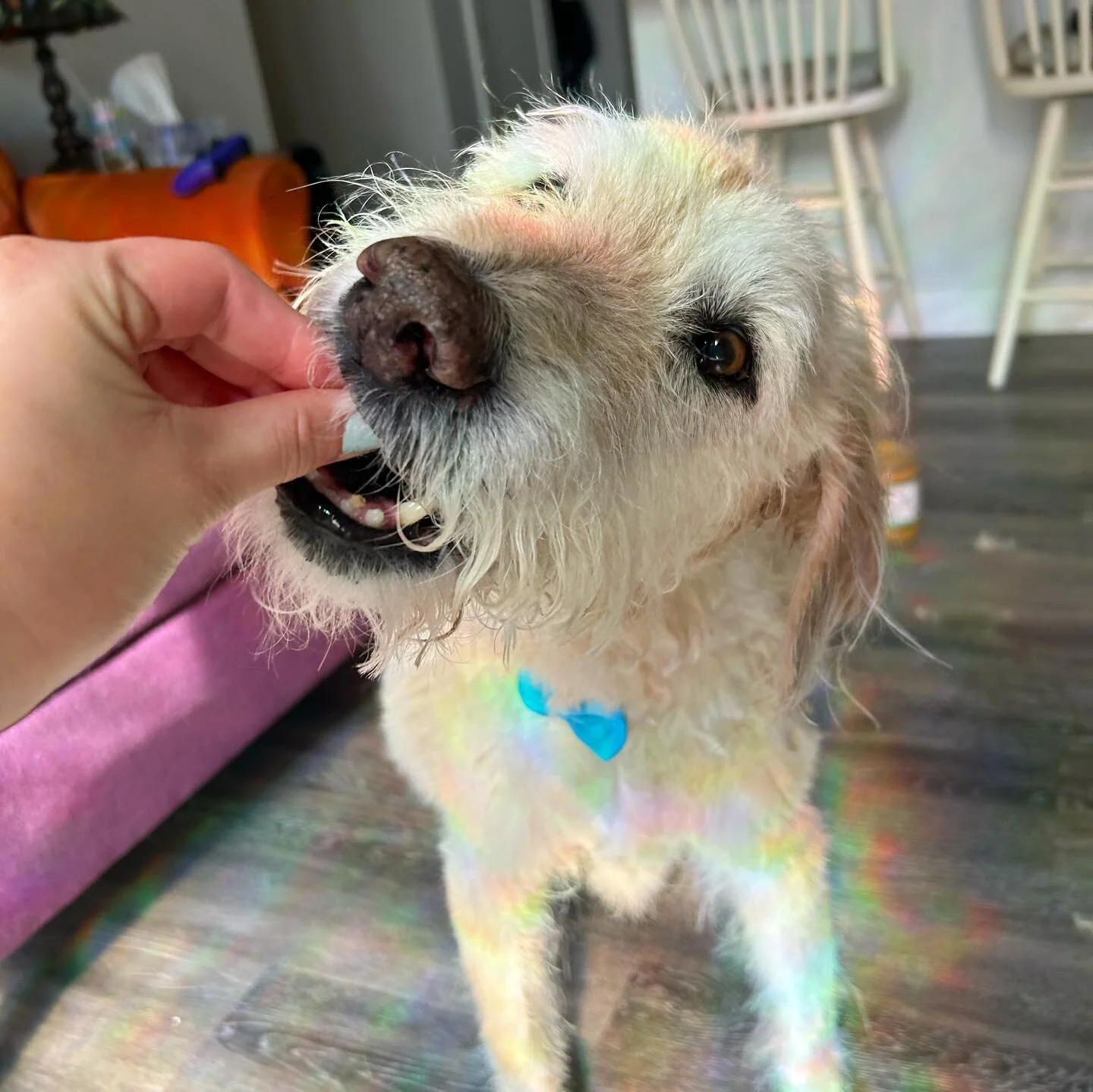 Bit of a transformation for our friend Balto here! 

Big guy was struggling with some serious matting and debris buildup. Because of his age (14yo) and challenges with mobility we did a slow groom focused on comfort rather than the final look. We too