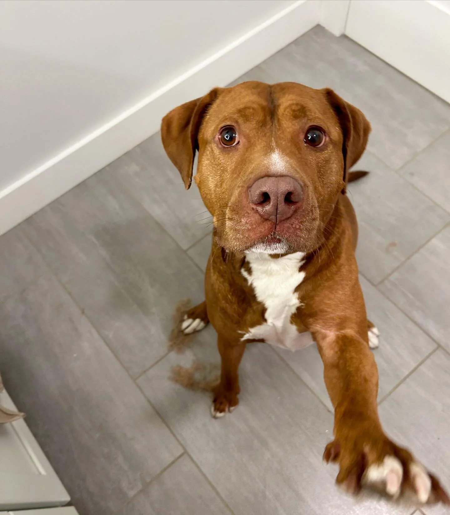 Huey&rsquo;s asking if we can pllllllleeeeasssse extend the weekend! Who else is on the same page?

#pawsitivelylucky #pibble #goodboyfriday #dogsofinstagram #mlem