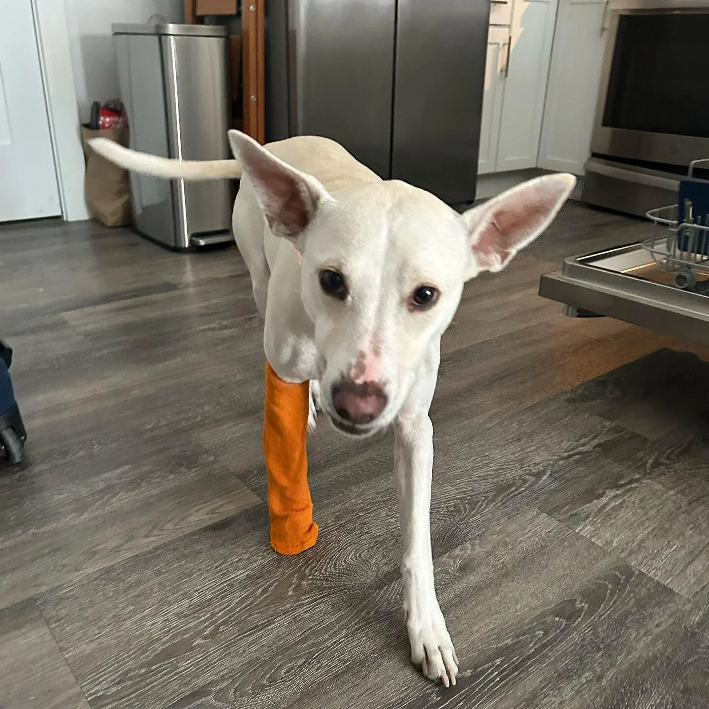 Gracie&rsquo;s hosting a sock PUPpet show soon&hellip; come on by 🐾

[For anyone concerned- Gracie was busy chewing her lil paw so, we had to improvise.]

#pawsitivelylucky #pitmix #huskymix #ratterriermix #goodboyfriday #dogsofsalem