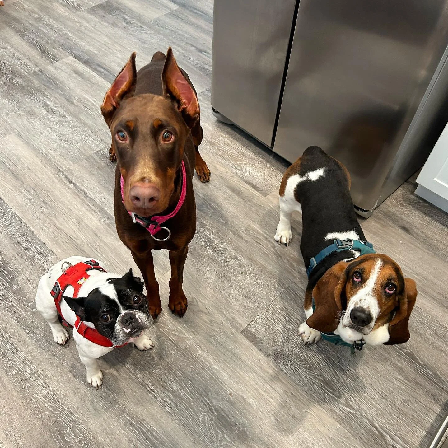 Doesn&rsquo;t get much cuter than this 😆

These guys got pawmission to meet new friends today while their pawrents are busy. I&rsquo;ll tell ya, they&rsquo;ve been the busy ones today 😂

#pawsitivelylucky #busybones #doberman #frenchbulldog #basset